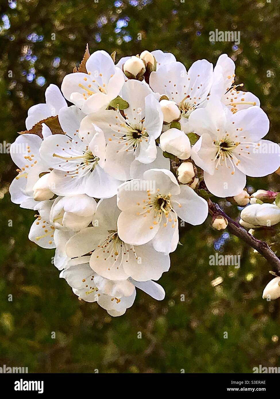 Kirschblüte. April 2021. - Smartphone-aufgenommenes Stockfoto
