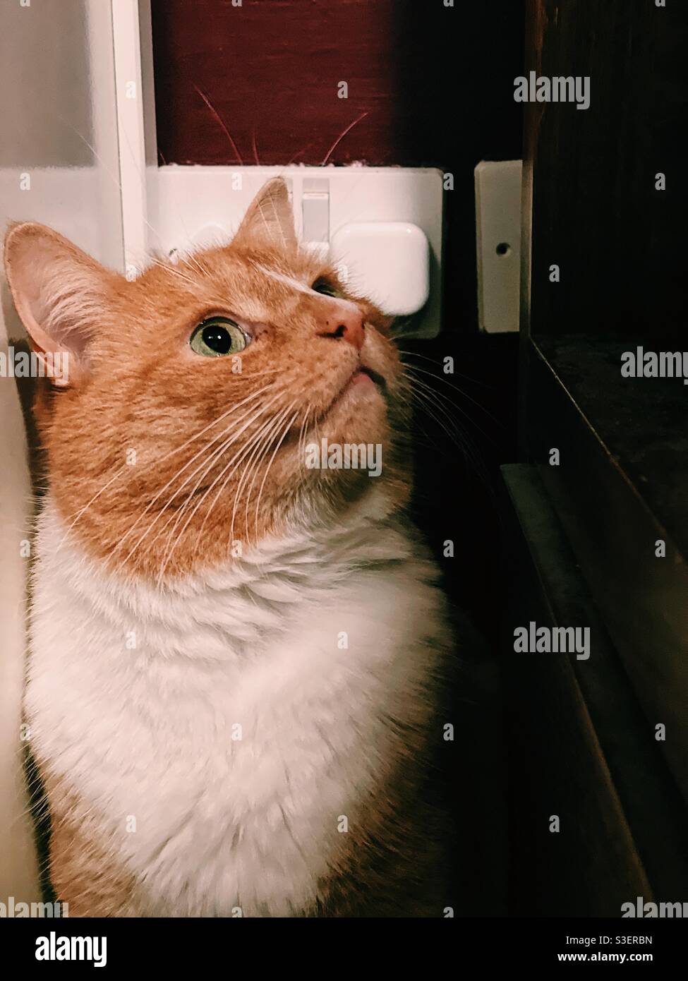 Ingwer-Katze versteckt sich an Steckdosen Stockfoto