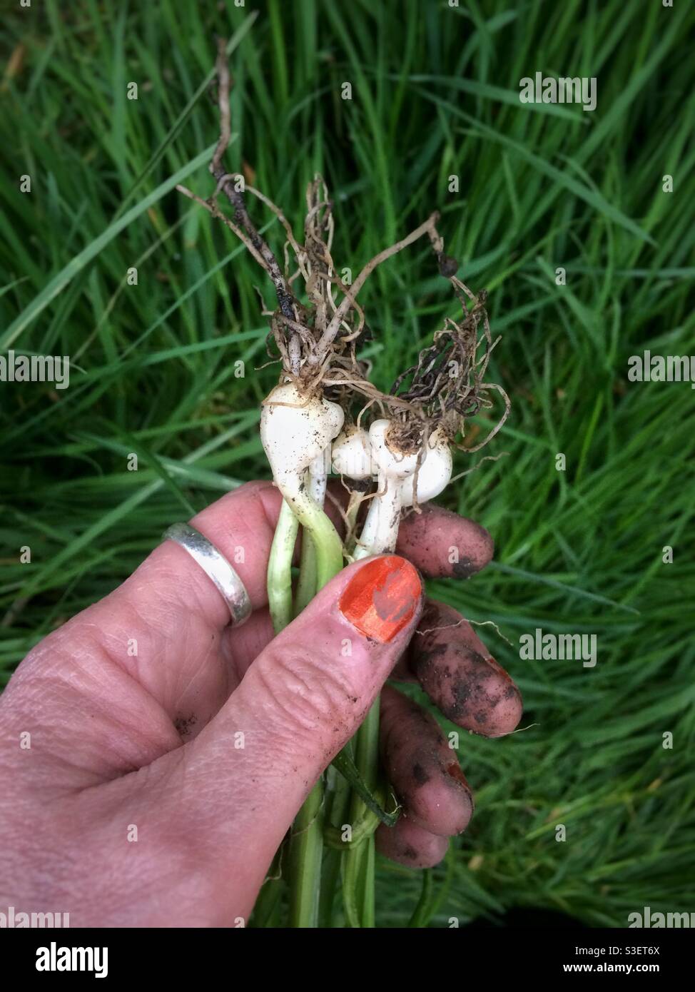 Die Hand einer Frau, die die Stiele und Zwiebeln von drei in die Enge gedrängten Leaks hält, die sie aus ihrem Garten gejäten hat. Diese Art ist in vielen Ländern essbar und gilt als invasives Unkraut. Stockfoto