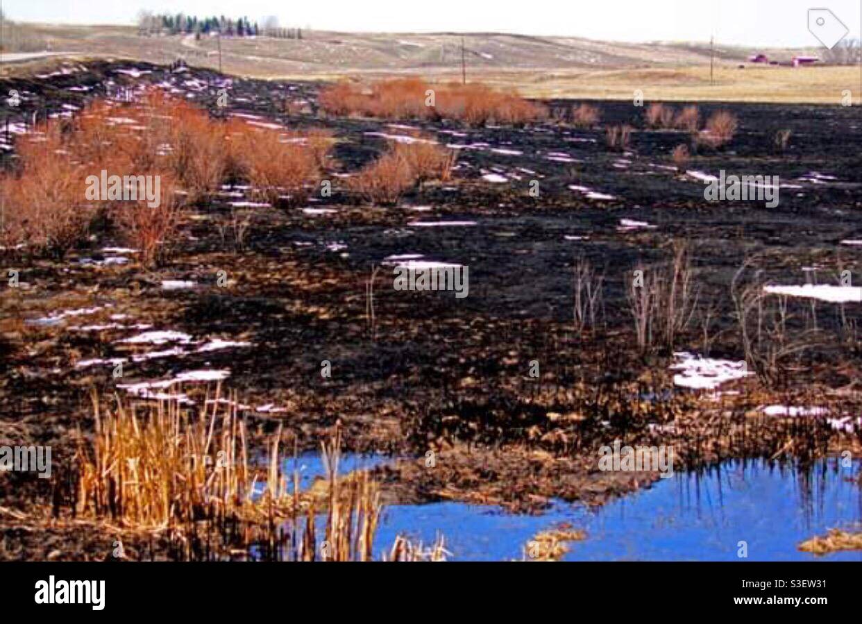 Nach dem Brand, Grasbrand in der Nähe von Calgary, Alberta, trockenes Gras, Starker Wind, Nose Creek Stockfoto