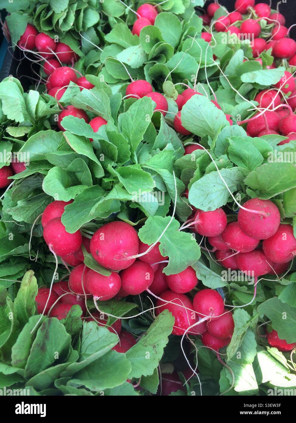 Trauben von frischem Bio-Rettich - Smartphone-aufgenommenes Stockfoto