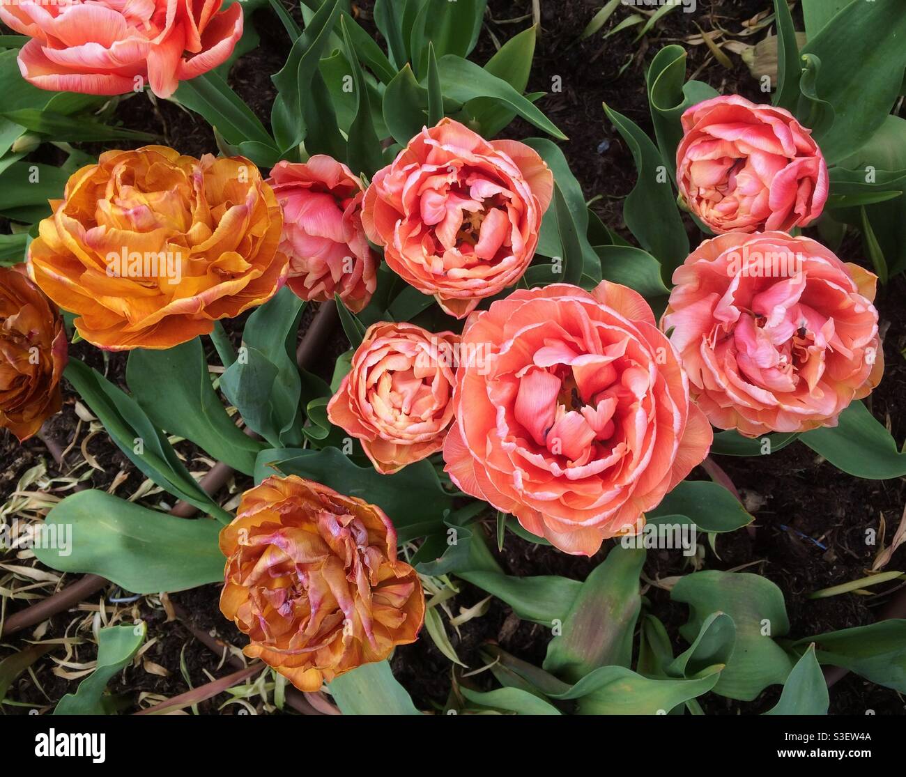 Rosa und goldfarbene Pfingstrosen-Doppeltulippen, Sorte Gudoshnik Double, von oben gesehen Stockfoto