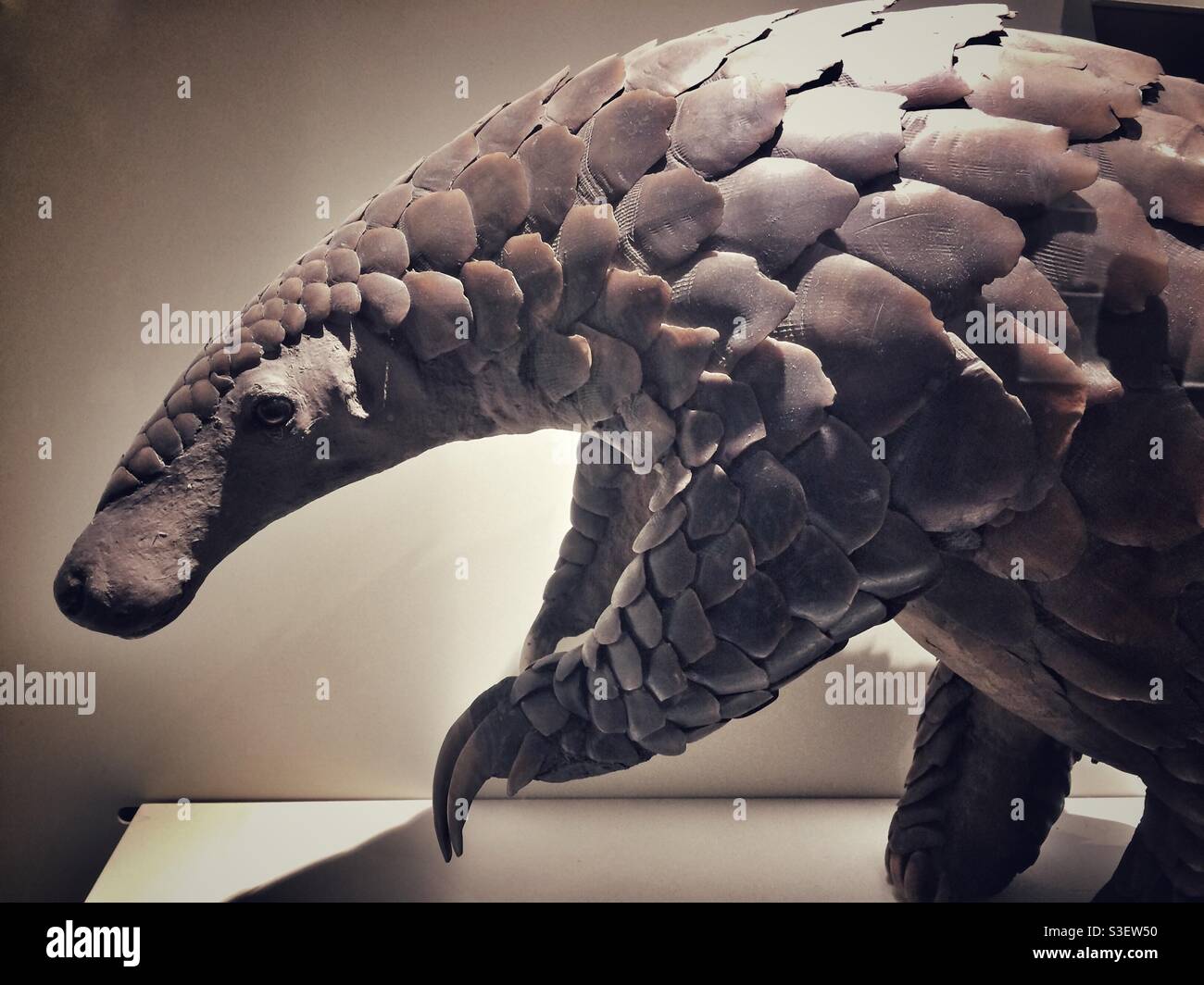 Gefüllte Pangolin im Natural History Museum, London, Großbritannien Stockfoto