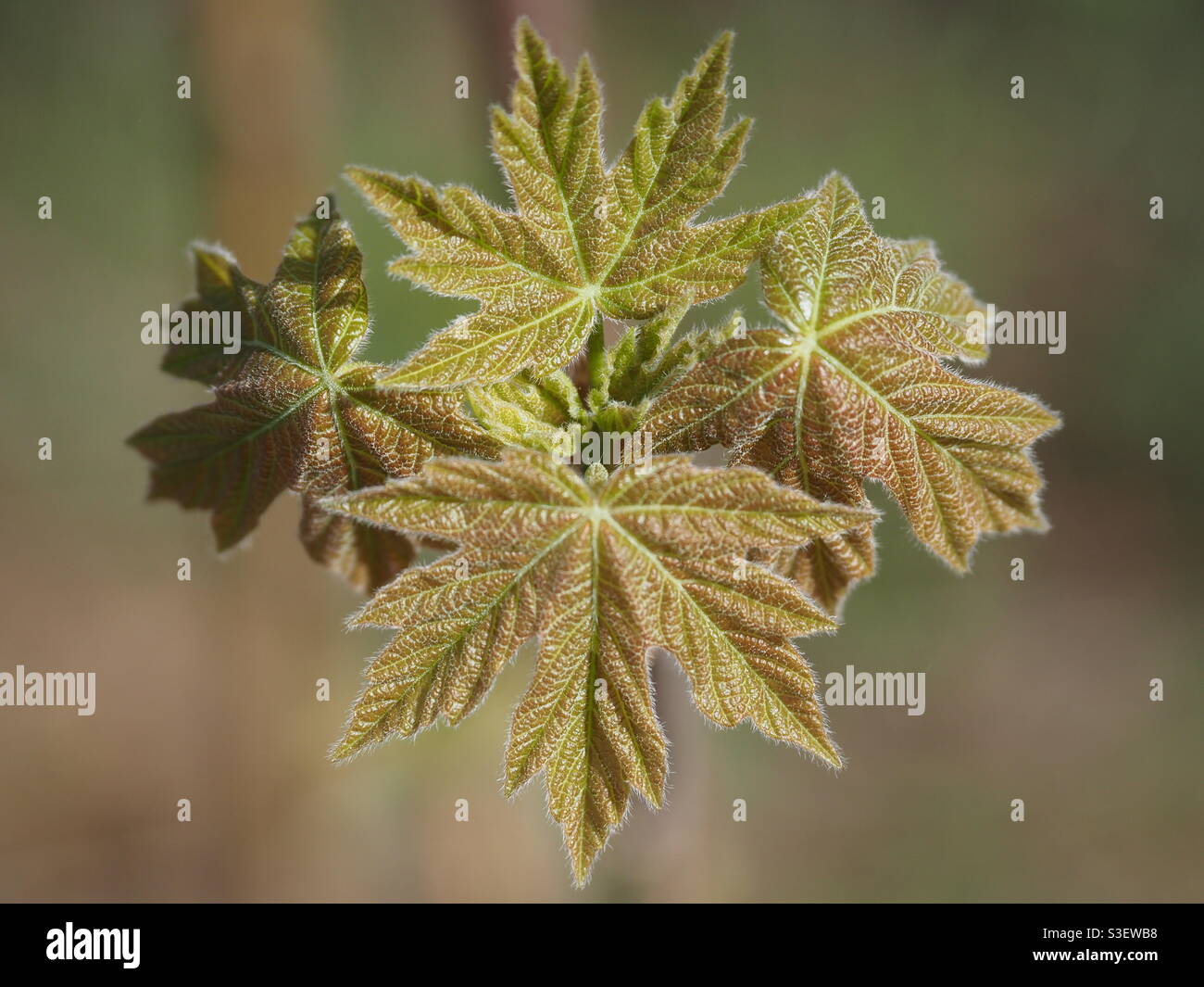 Ahorn-Blätter Stockfoto
