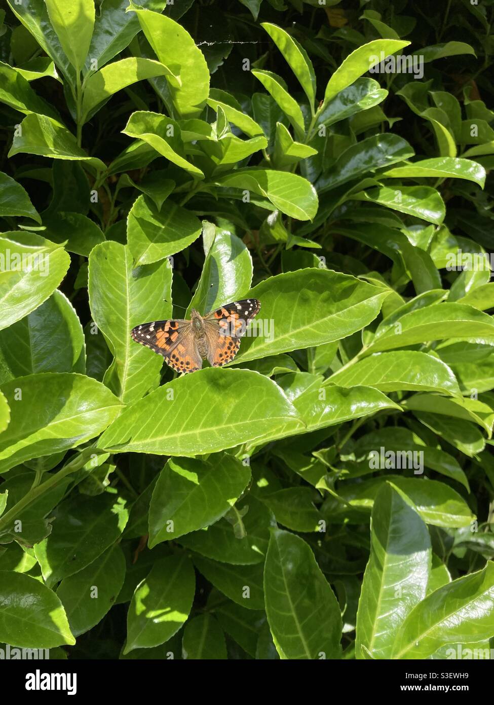 Orange Schmetterling auf Blätter Stockfoto