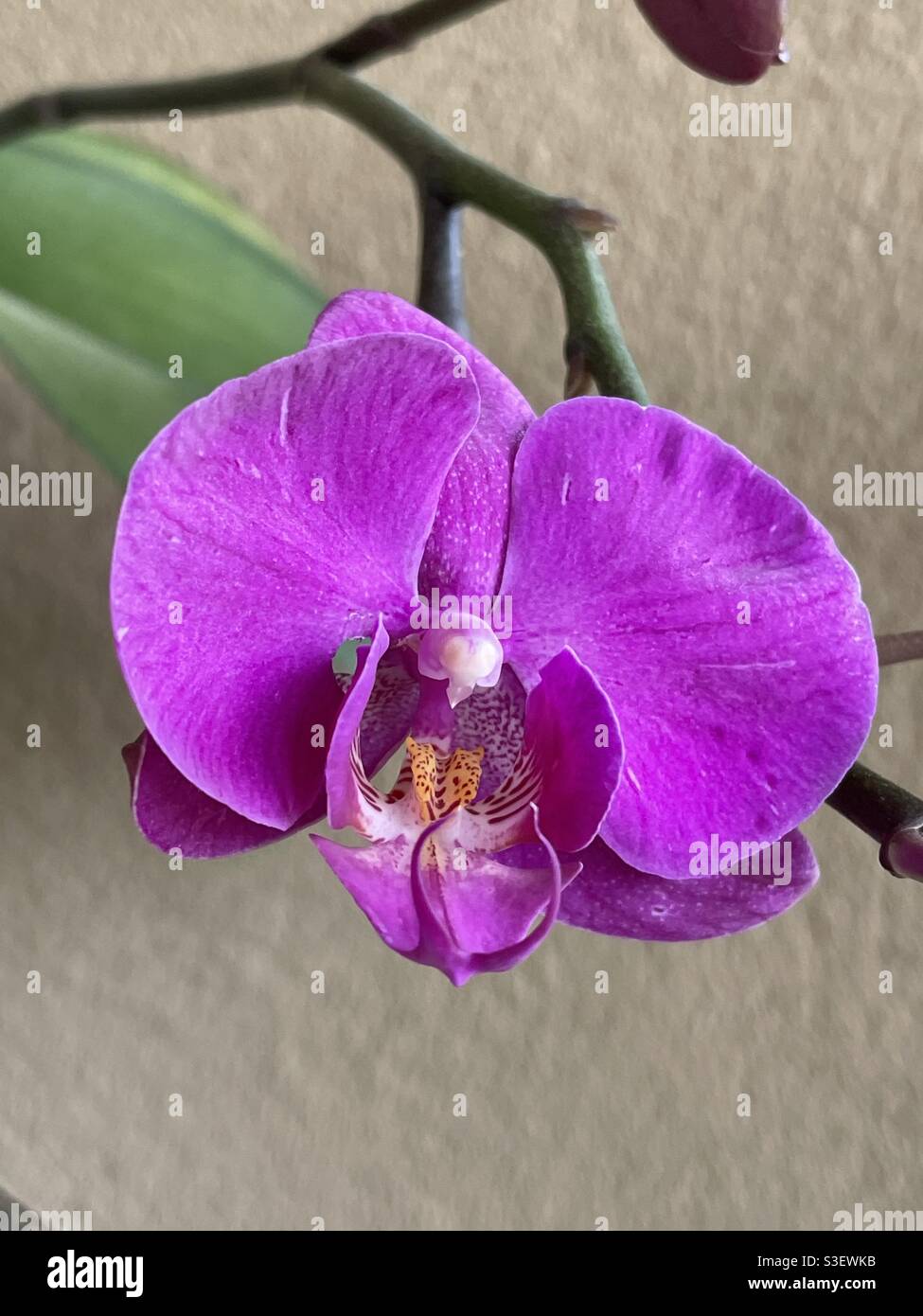 Nahaufnahme von einem lila Orchidee - Smartphone-aufgenommenes Stockfoto
