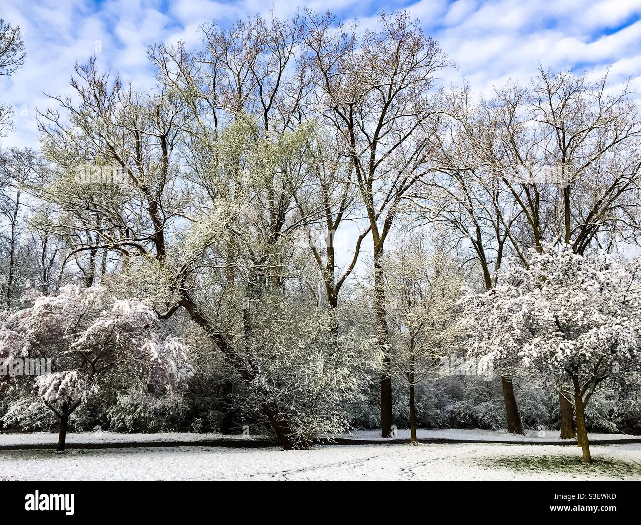 Vorzeitig blühende Bäume mit Schnee bedeckt. Anfang Frühling. Ontario, Kanada. Ungewöhnlich warmes Wetter, gefolgt von einem unerwarteten, aber nicht unsaisonalen Schneefall, schuf ein Winterwunderland. Jahreszeiten gemischt. - Smartphone-aufgenommenes Stockfoto
