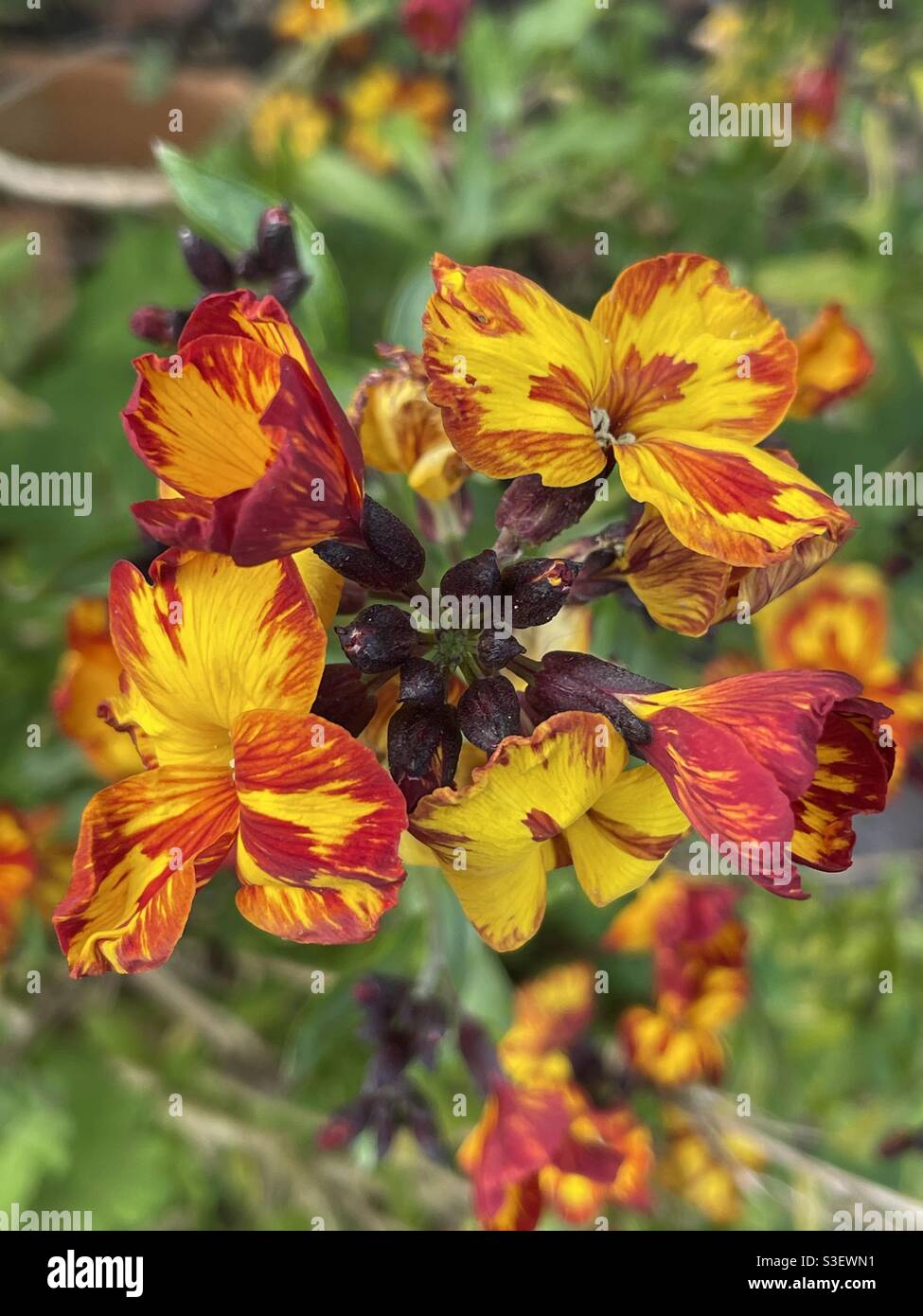 Rote, orange und gelbe Blüten Stockfoto