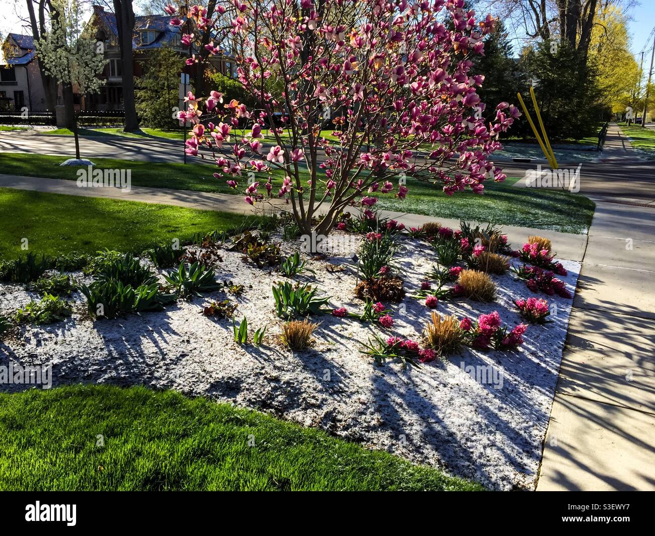 Früher Frühling in der Stadt. Frischer Schnee bedeckt das Blumenbeet, wo rote Grasklumpen inmitten von Tulpen, Narzissen und Hyazinthen um einen blühenden Magnolienbaum, Ontario, Kanada, sprießen. Winter-Frühling-Mischung Stockfoto