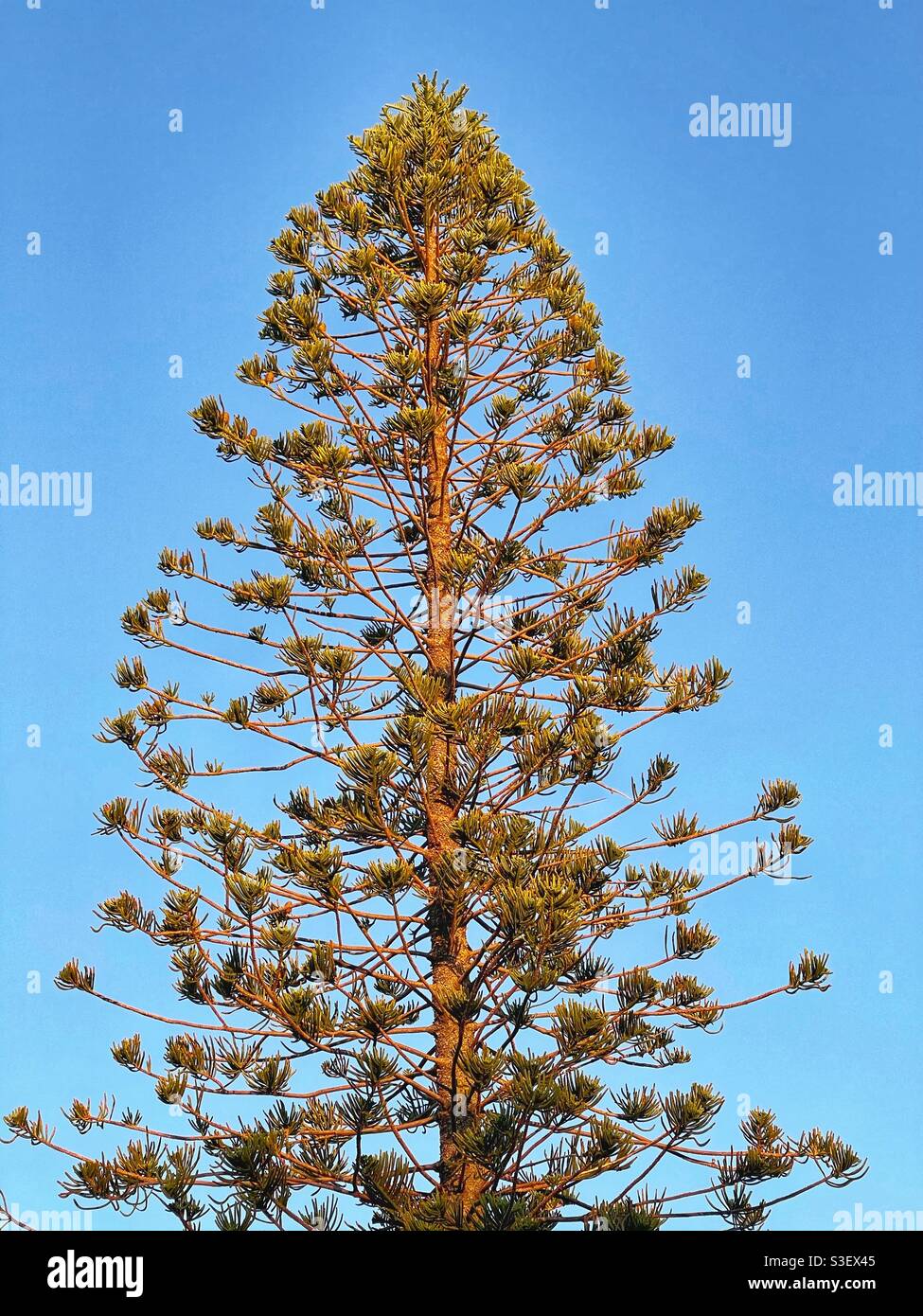 Norfolk insel kiefer in der sonne Stockfotos und bilder Kaufen Alamy