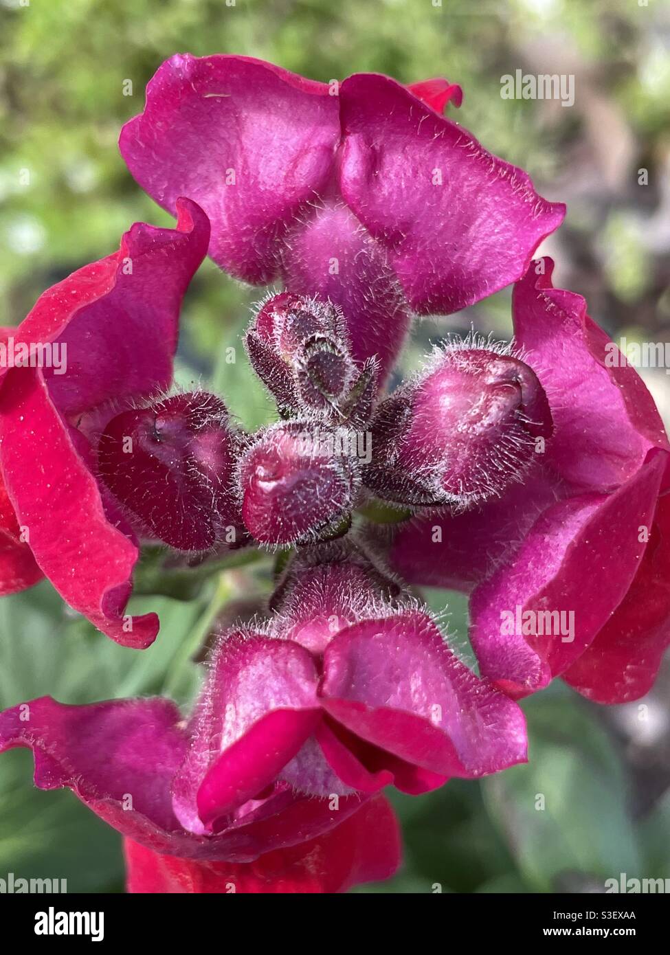 Knospen mit Drachenblüten Stockfoto