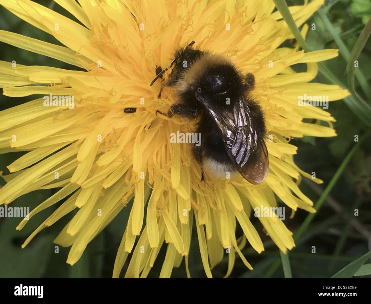 Biene auf der Blüte des Dandelions, die Nektar extrahiert. Stockfoto