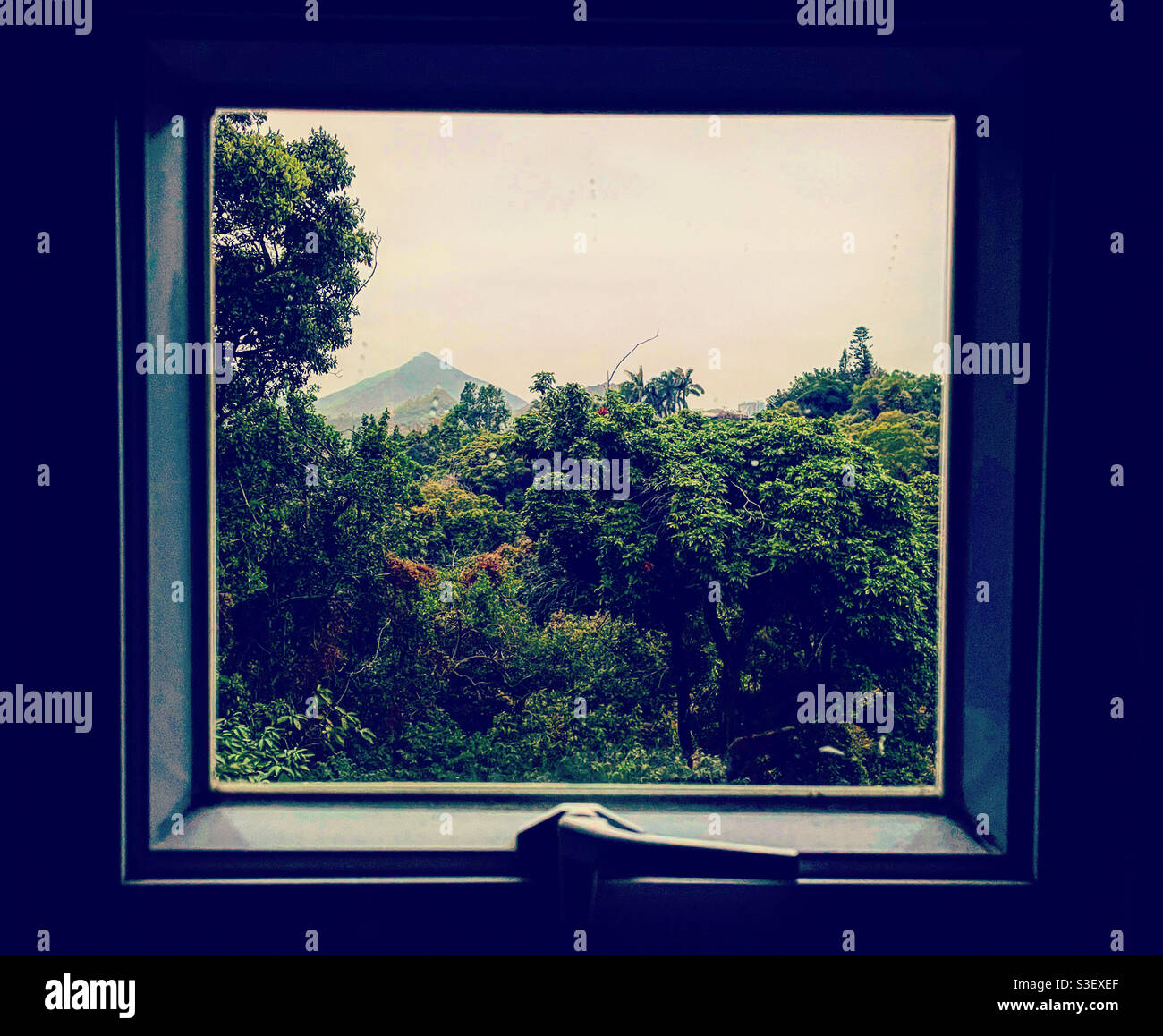 Blick auf eine Dschungelwaldlandschaft aus einem Fenster hinein Hongkong Stockfoto