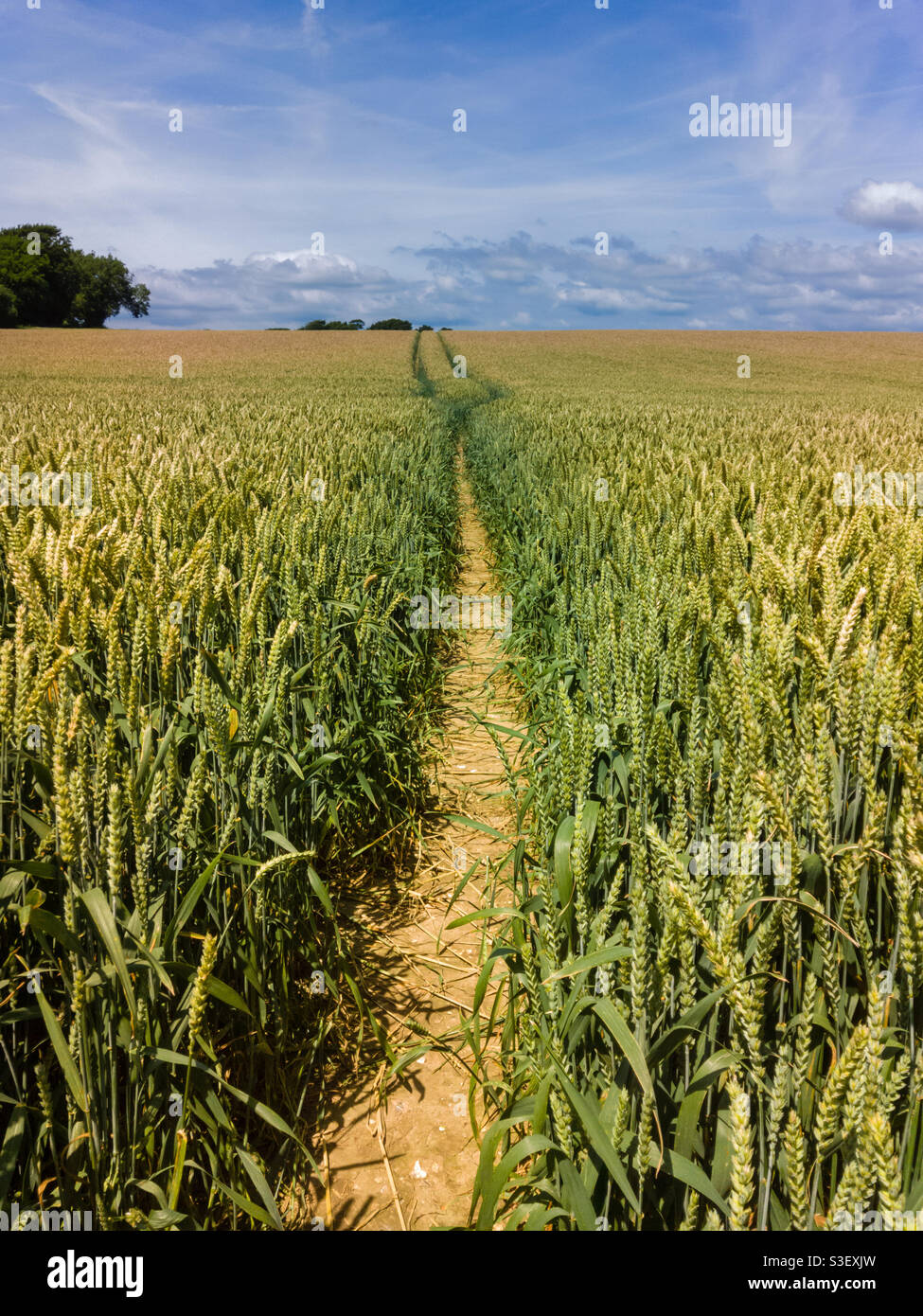 Fußweg durch ein Weizenfeld an einem Sommertag mit blauem Himmel und heller Wolke. - Smartphone-aufgenommenes Stockfoto