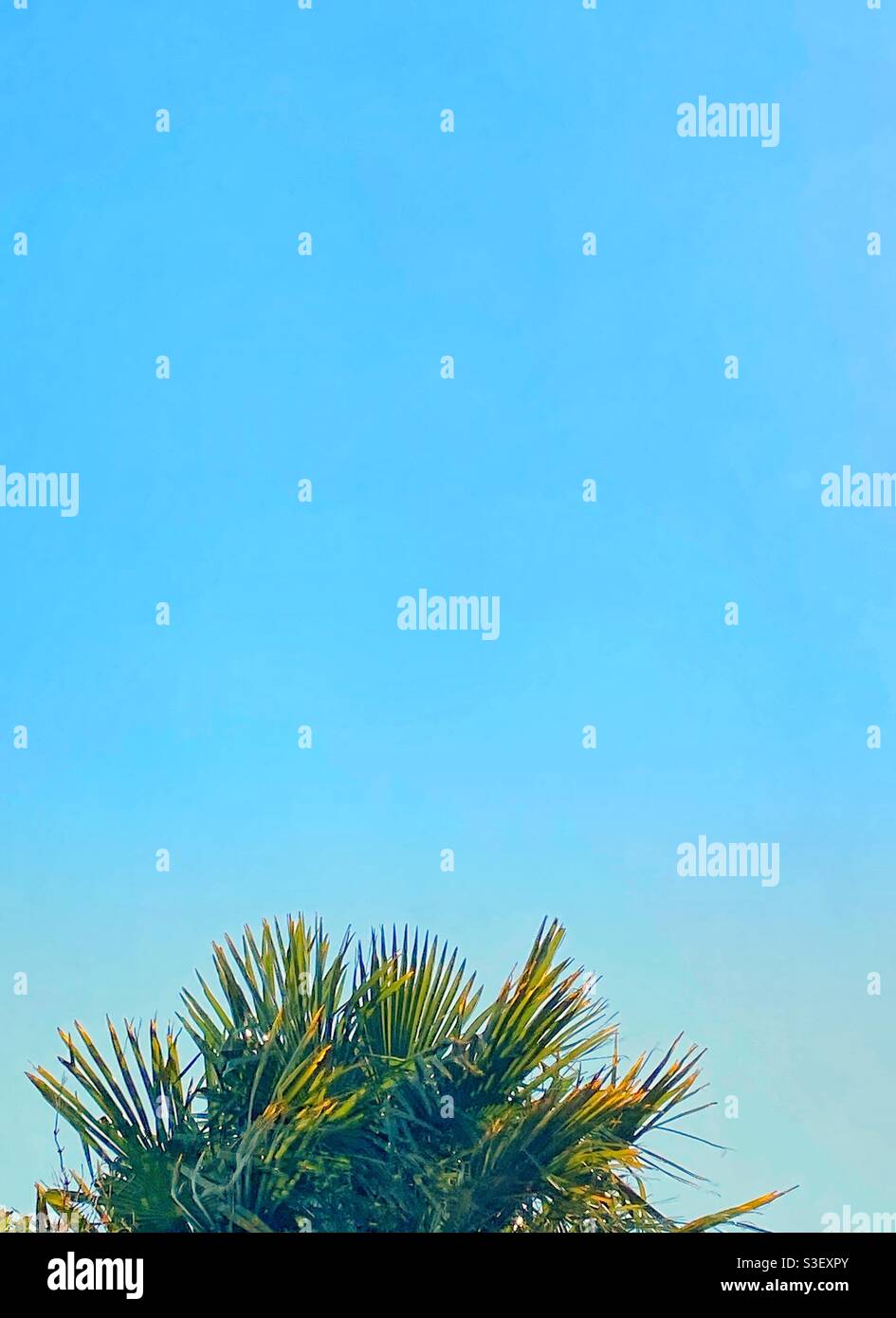 Ein Foto eines wunderschönen blauen Himmels mit der Spitze einer Palme unten. Platz kopieren, Komposition für Textkopf. Urlaubskonzept. Stockfoto