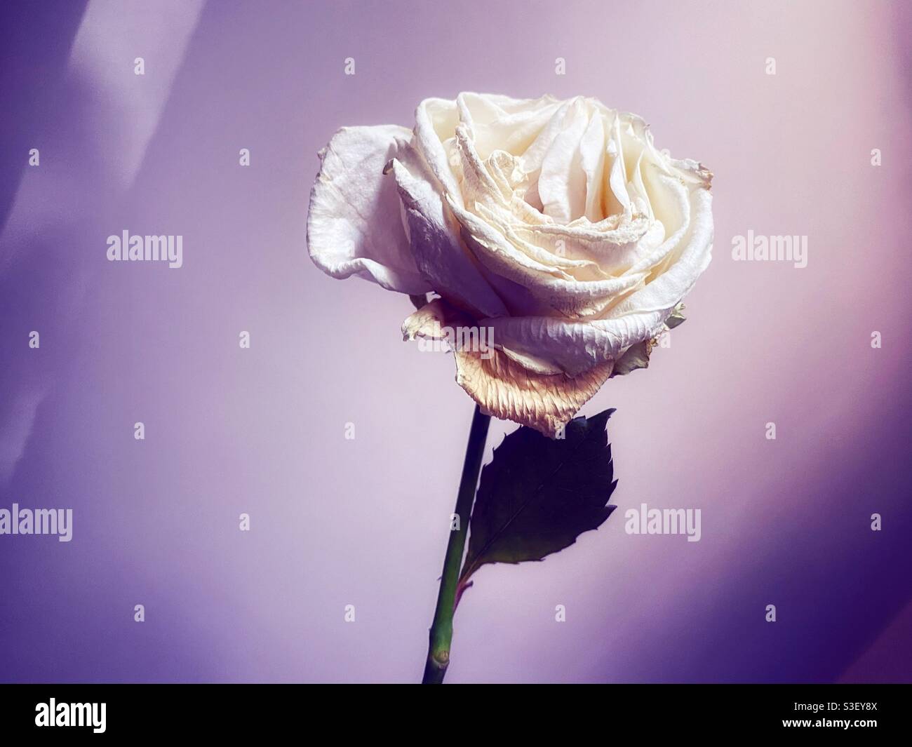 Nahaufnahme einer verfallenden weißen Rose mit violettem Effekt. - Smartphone-aufgenommenes Stockfoto