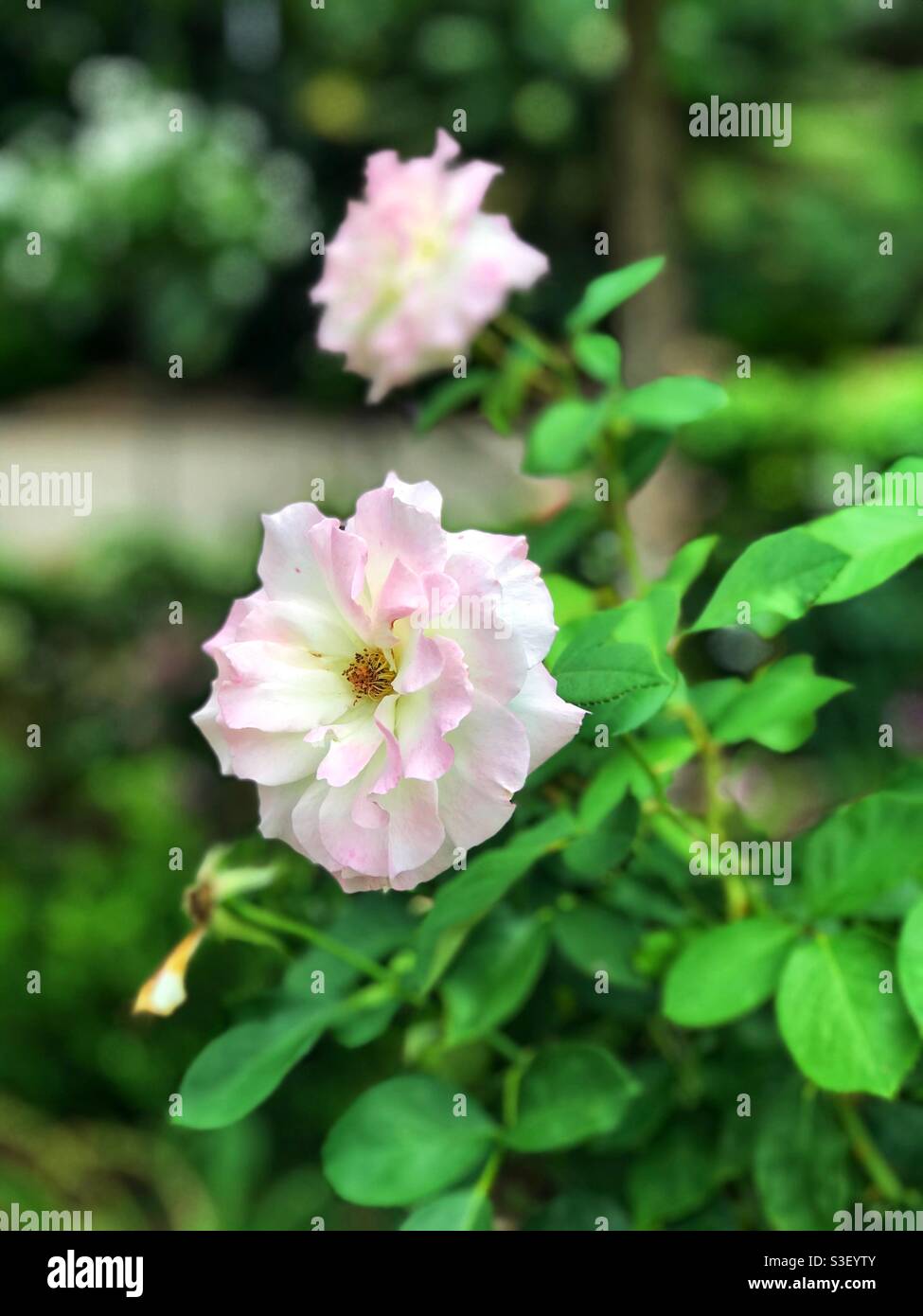 Blassrosa Rosen in den Botanischen Gärten, Brisbane, Queensland, Australien Stockfoto