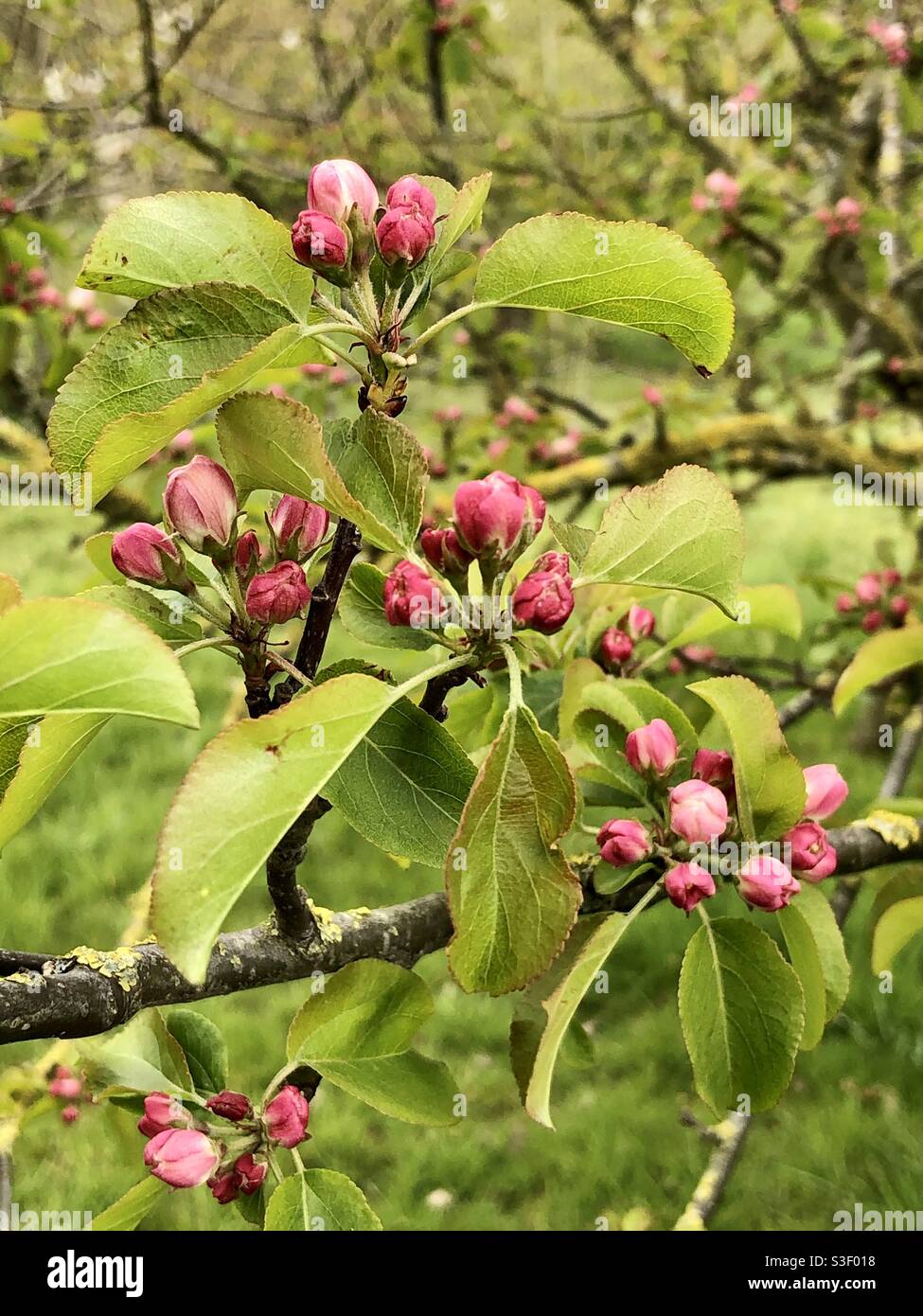 Apple Blossom Knospen Stockfoto