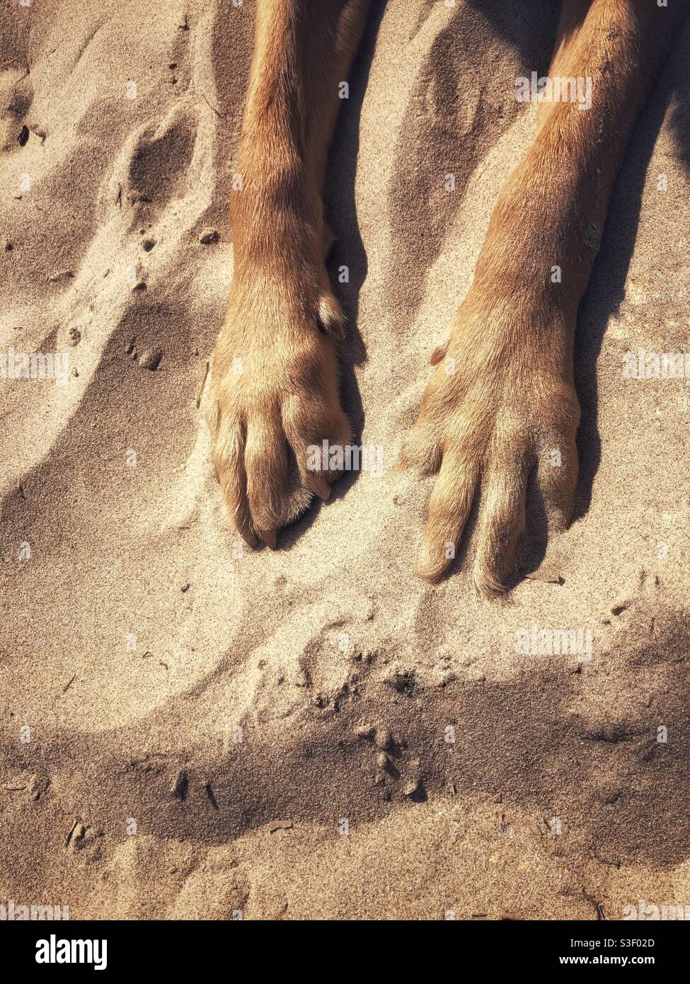 Die Füße und Zehen eines Haustierhundes, auf dem er ruht Ein schöner Sandstrand mit Kopierplatz in einem Haustier Sommerurlaub Bild, wo Hunde an den Stränden erlaubt sind - Smartphone-aufgenommenes Stockfoto