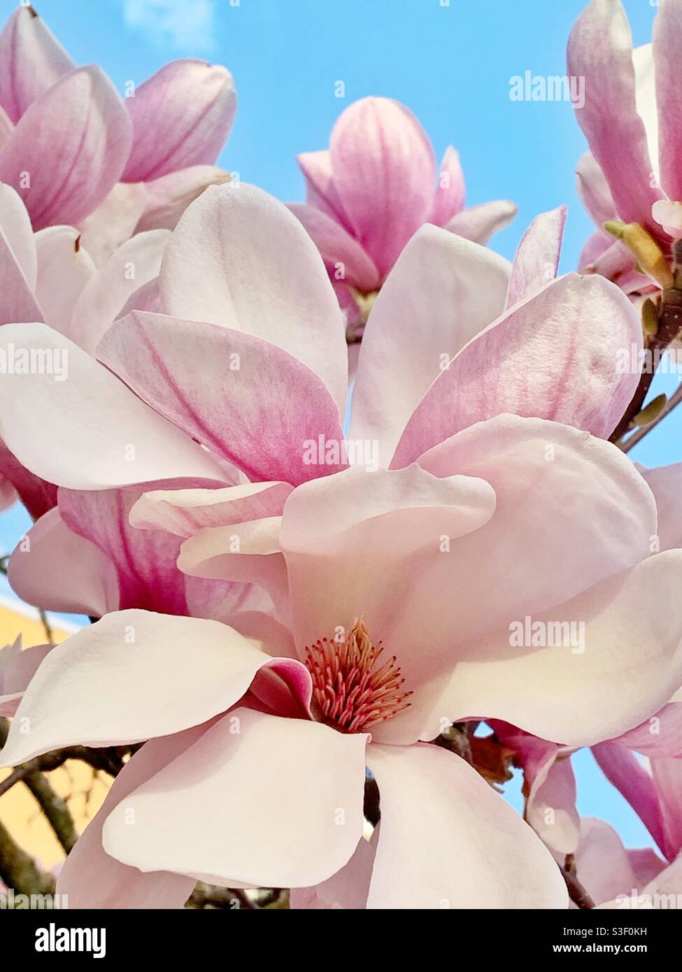 Rosa Magnolien Blumen im Frühling Stockfoto