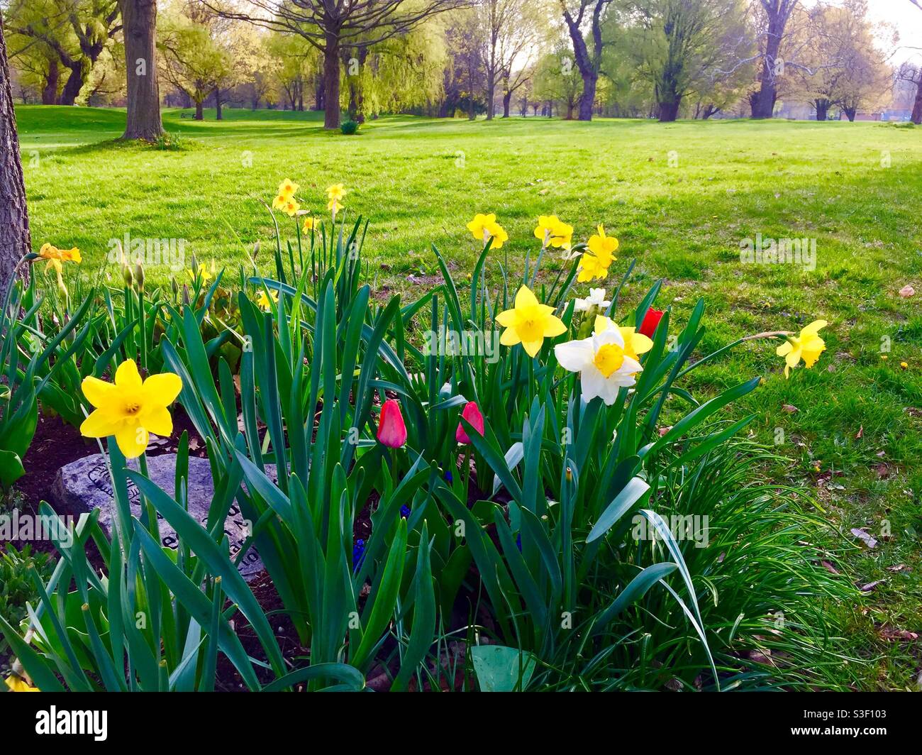 Narzissen und Tulpen in einem schönen Park, früher Frühling, früher Morgen, Ontario, Kanada. Konzepte: Frische, Neuheit, Anfang, Jahreszeiten Stockfoto
