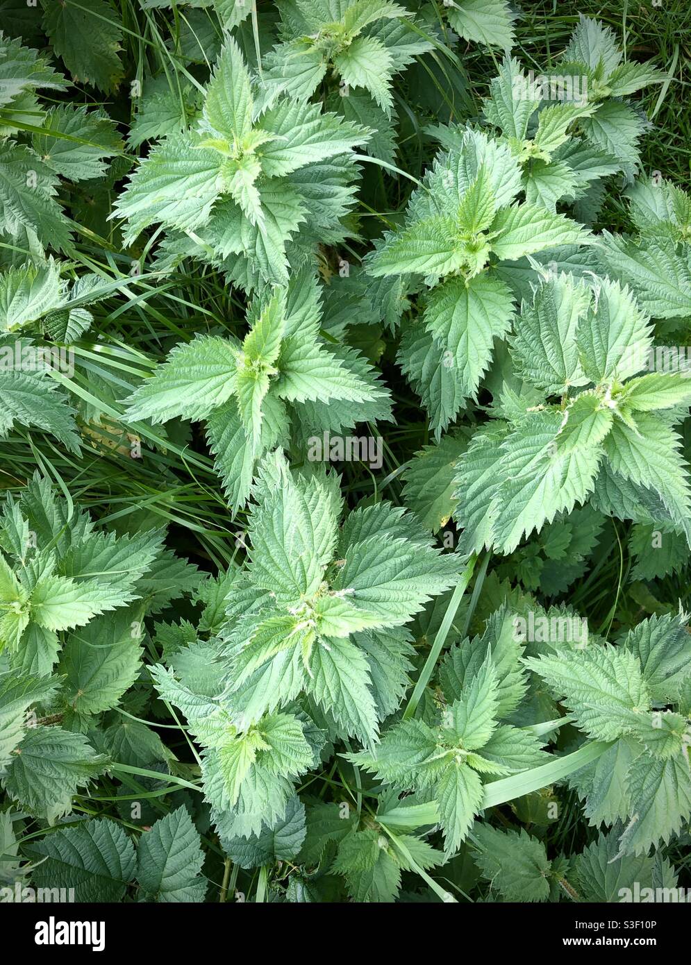 Brennnesseln (Urtica dioica) wachsen im späten Herbst unter dem langen Gras. Diese krautig blühende Pflanze, die in Europa beheimatet ist, wird heute an vielen Orten auf der ganzen Welt gefunden. - Smartphone-aufgenommenes Stockfoto