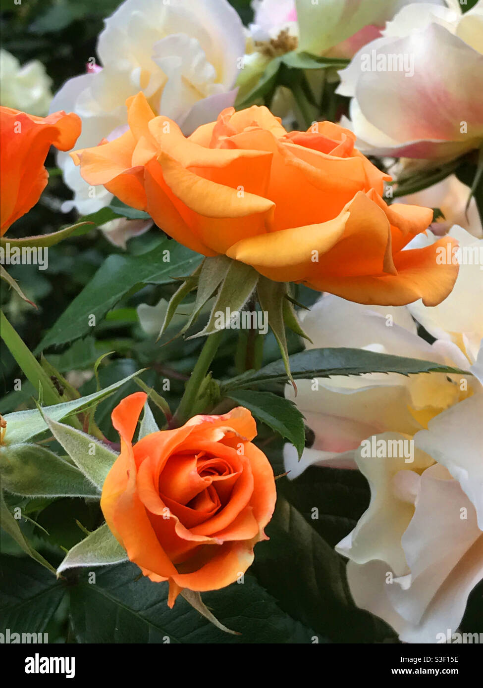 Orange Rosen. - Smartphone-aufgenommenes Stockfoto