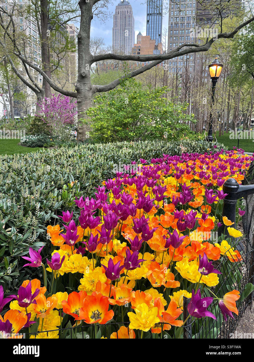 Eine farbenfrohe Gruppe von Tulpen im Madison Square, Park im flatiron District von New York City, USA - Smartphone-aufgenommenes Stockfoto