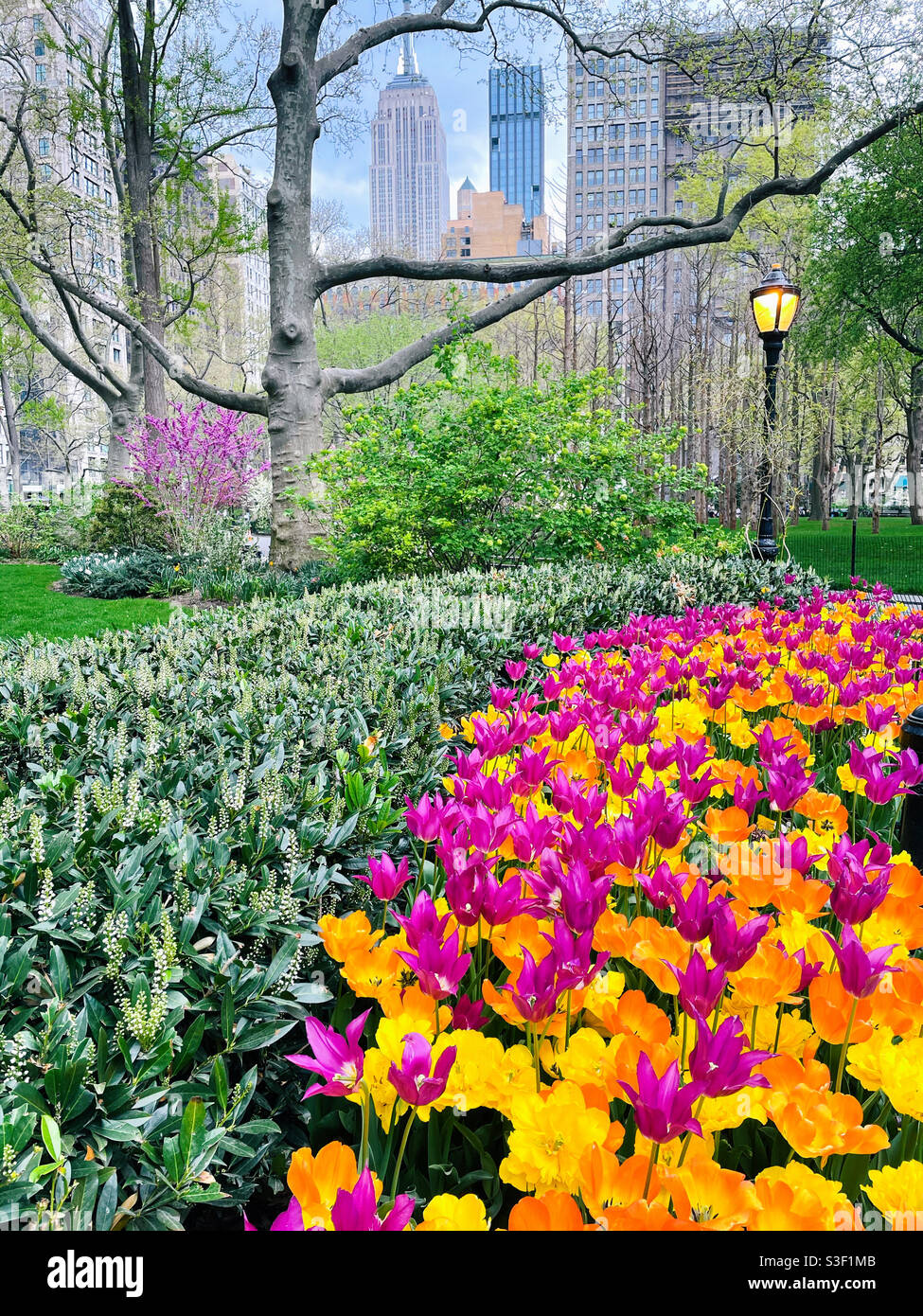 Ein heller Strahl farbenfroher Tulpen im Madison Square, Park im flatiron District von New York City, USA - Smartphone-aufgenommenes Stockfoto