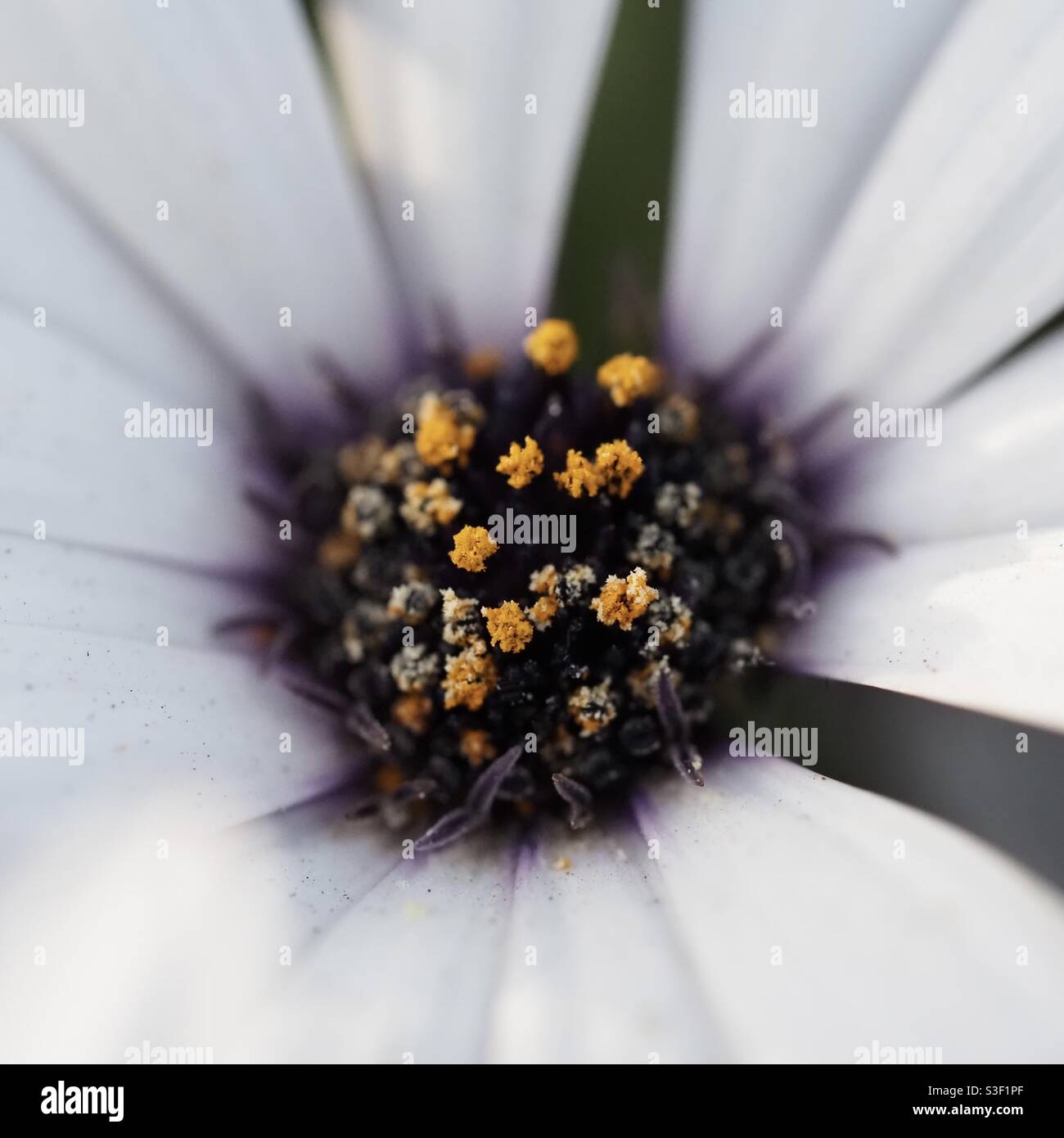 Wilde Gänseblümchen, reich an Pollen in bunten Farben Stockfoto
