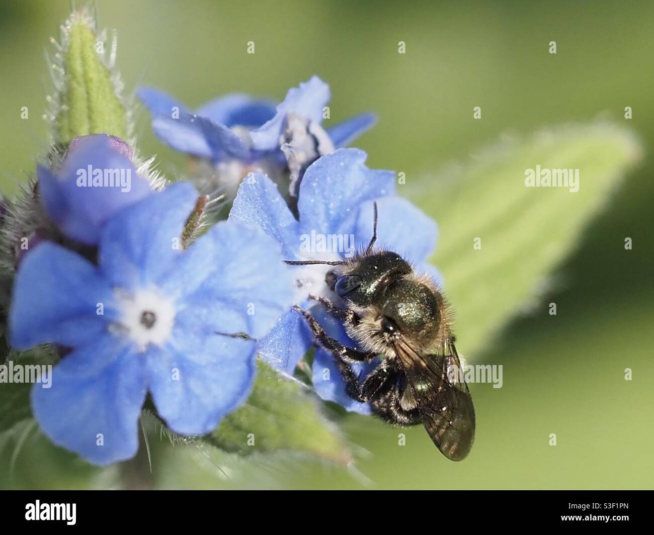Bienenarten, die Anfang des Frühlings Nektar aus winzigen blauen Blüten aufbocken. Stockfoto