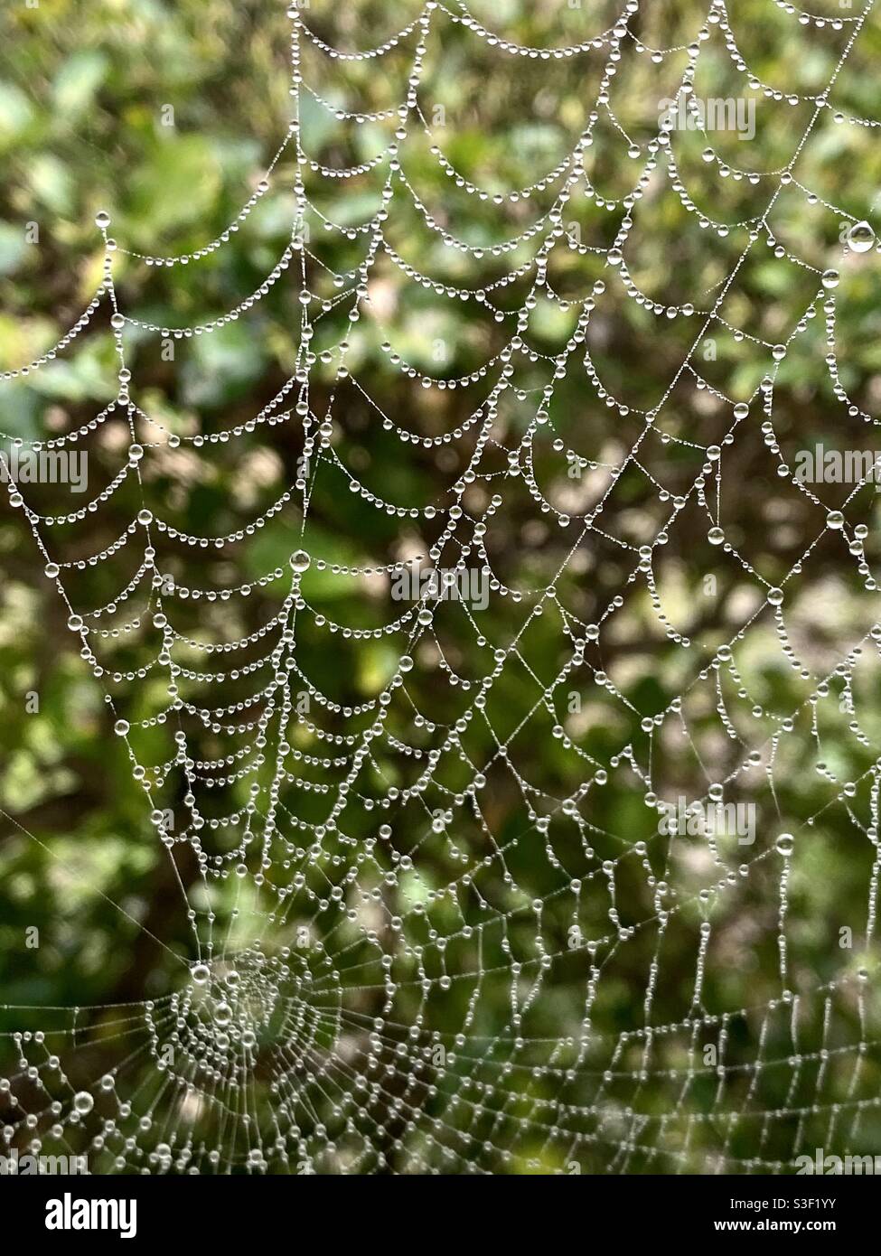 Spinnennetz mit Wassertropfen auf einem verschwommenen grünen Hintergrund - Smartphone-aufgenommenes Stockfoto