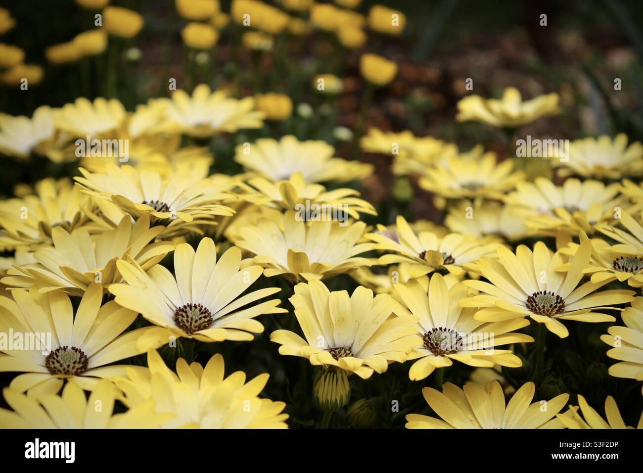 Ich liebe die Frühlingsstimmung im Ashikaga Flower Park Stockfoto