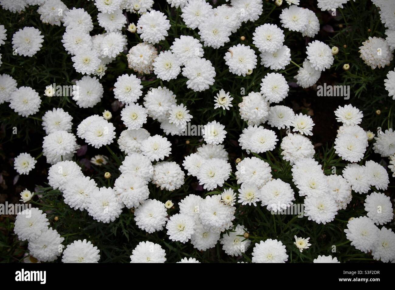 Weiße kleine Blüten Stockfoto