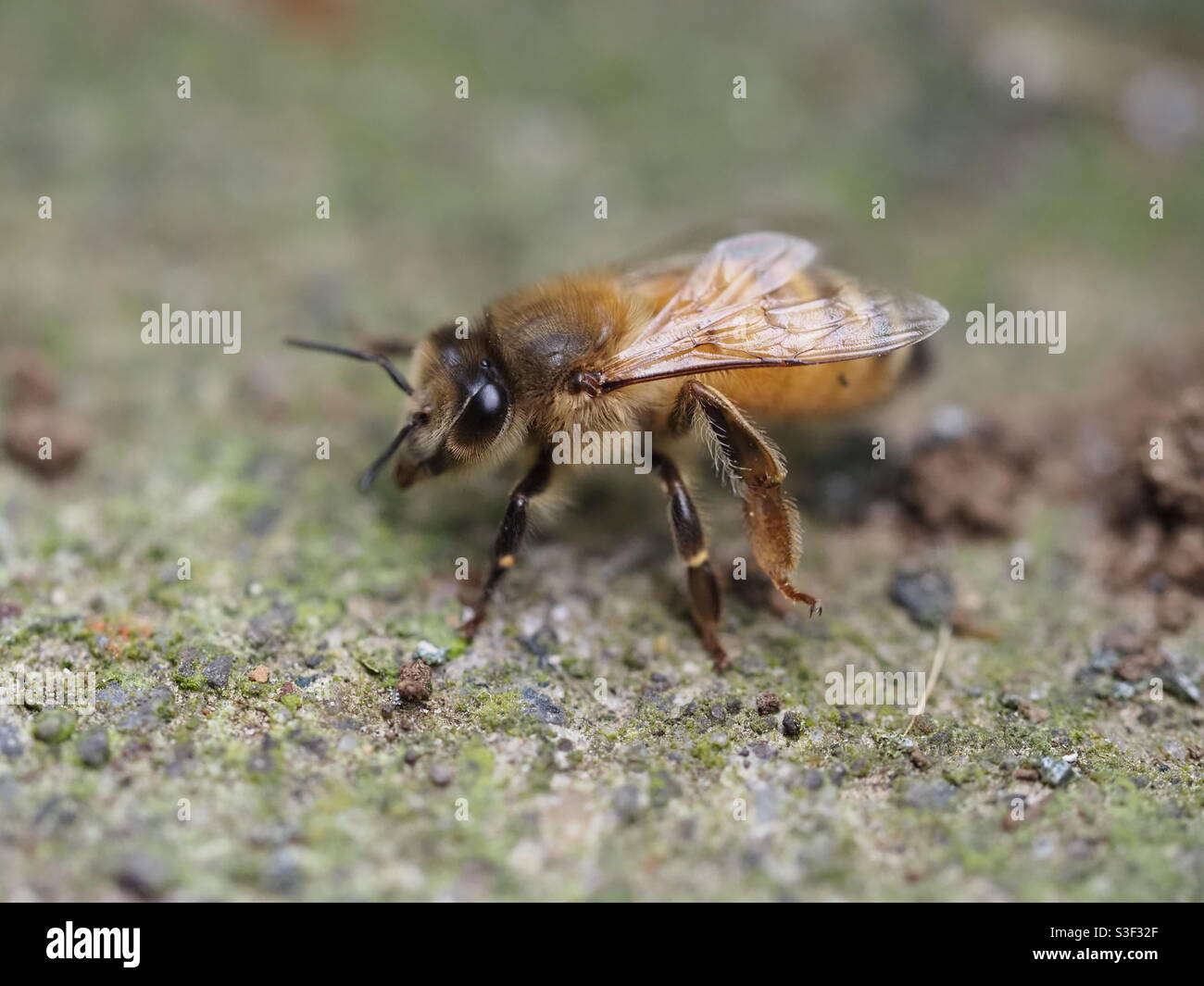Biene auf dem Beton Stockfoto