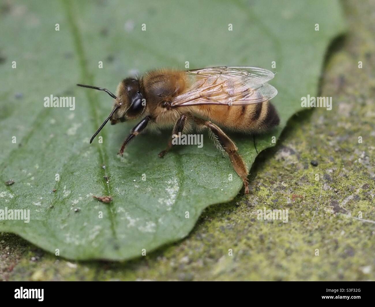 Biene auf einem Blatt Stockfoto
