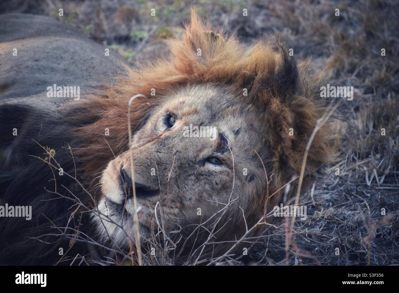 Lion auf dem Manyeleti Game Reserve in Südafrika Stockfoto