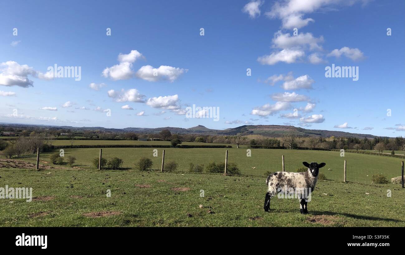 Einzelnes Lamm auf einem Feld in der Nähe von Roseberry Topping, North Yorkshire, England, Vereinigtes Königreich - Smartphone-aufgenommenes Stockfoto