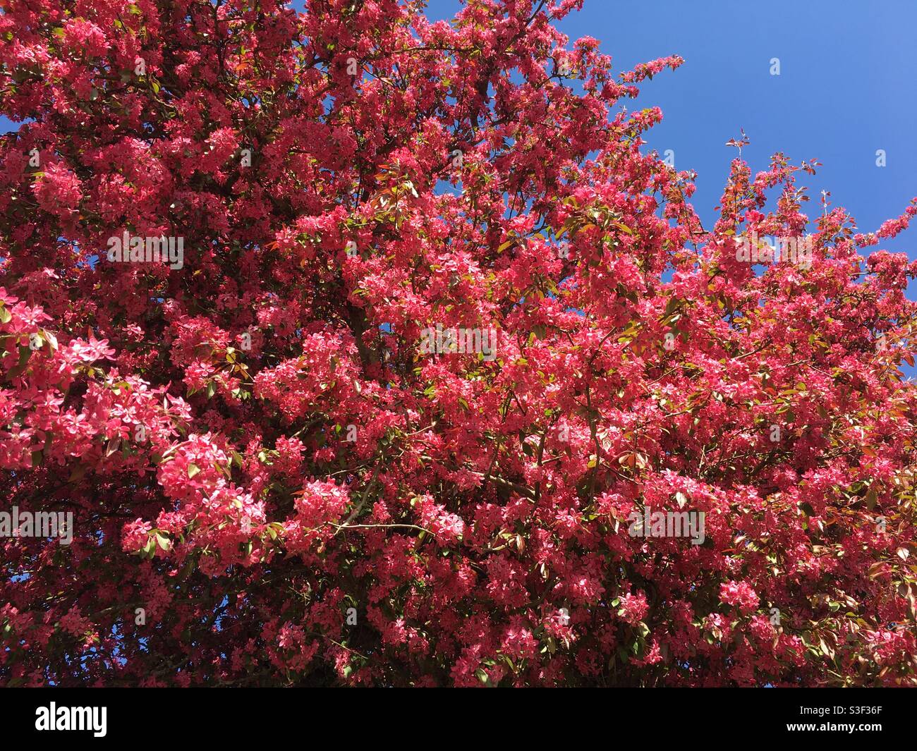 Tiefrosa Blütenbaum gegen klaren blauen Himmel Stockfoto