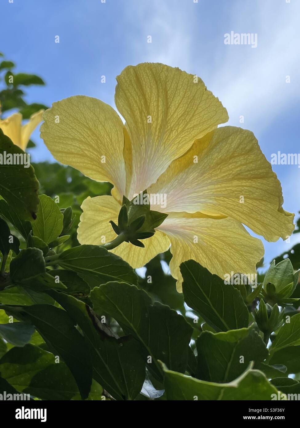 Unterseite eines gelben Hibiskus mit Blick auf den blauen Himmel Hintergrund Stockfoto