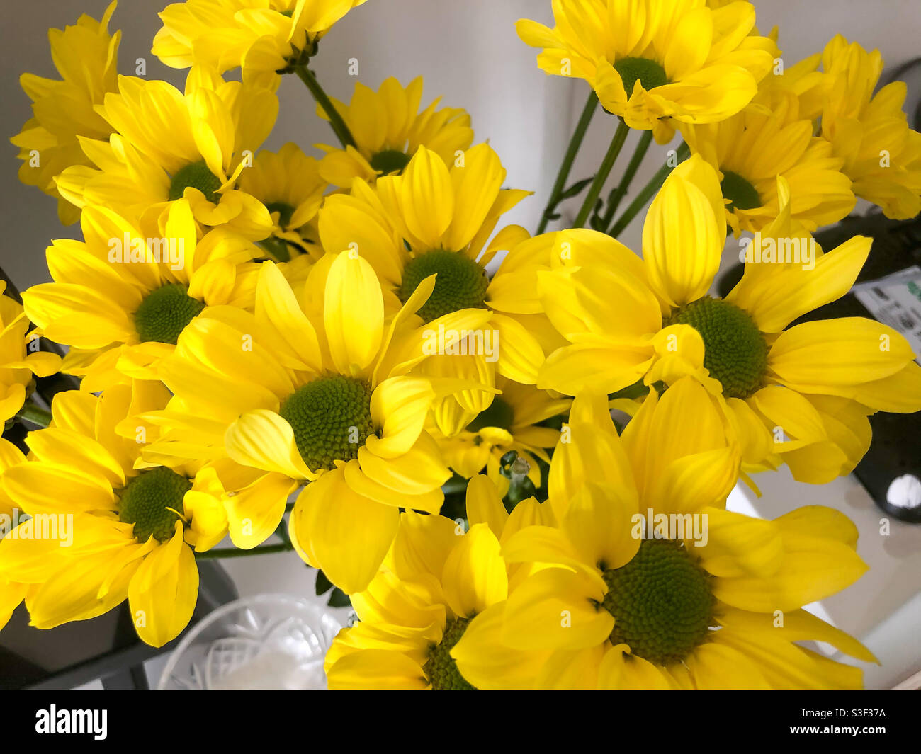 Nahaufnahme der gelben Chrysantheme-Blüten. Stockfoto
