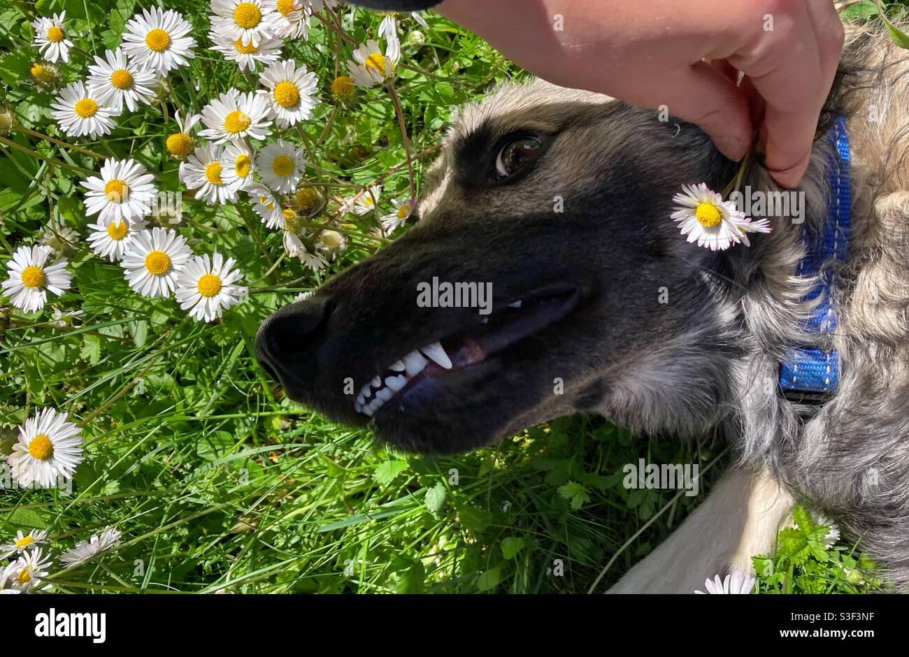 Welpe Wolf Hund mit einer Gänseblümchen Stockfoto