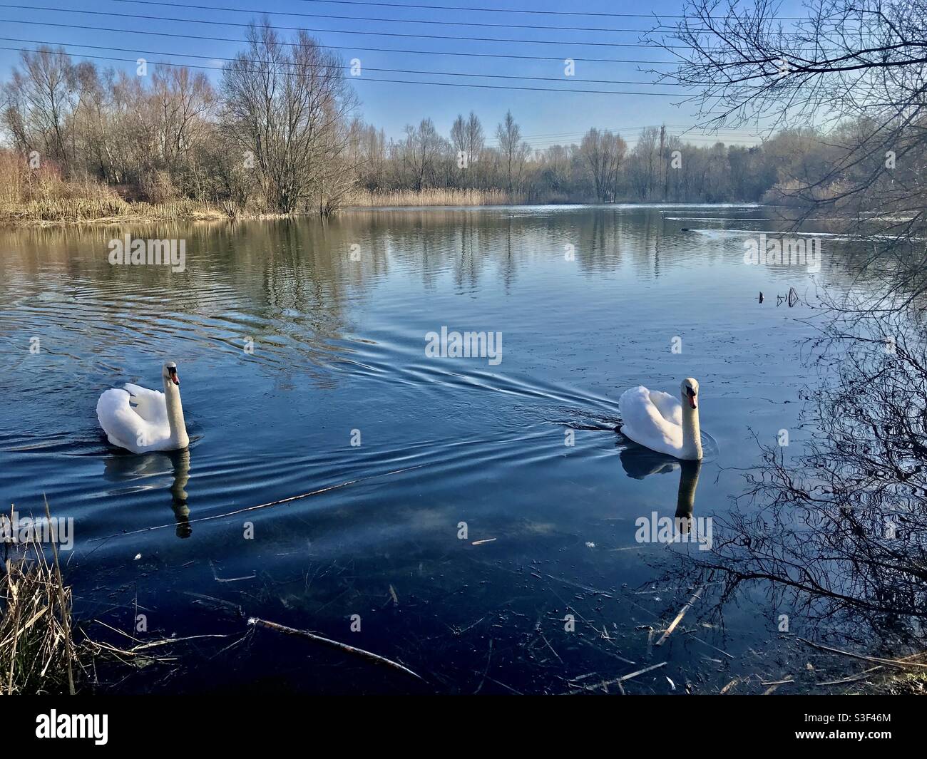 Anmutige Schwäne im Willow Park in der Nähe von Aldershot Stockfoto