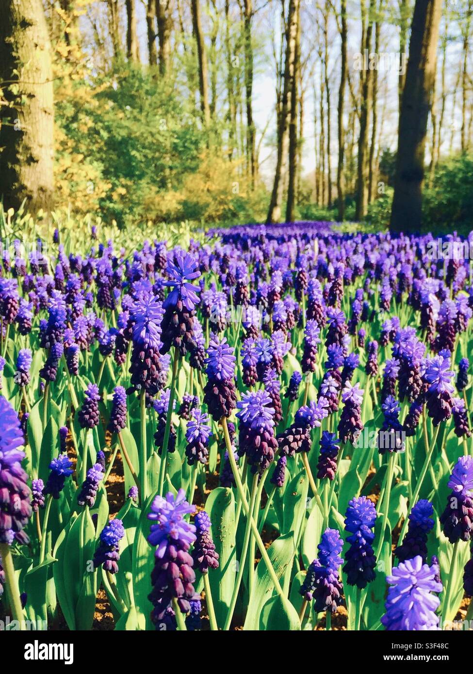 Hyazinthen blumen Fotos und Bildmaterial in hoher Auflösung Alamy