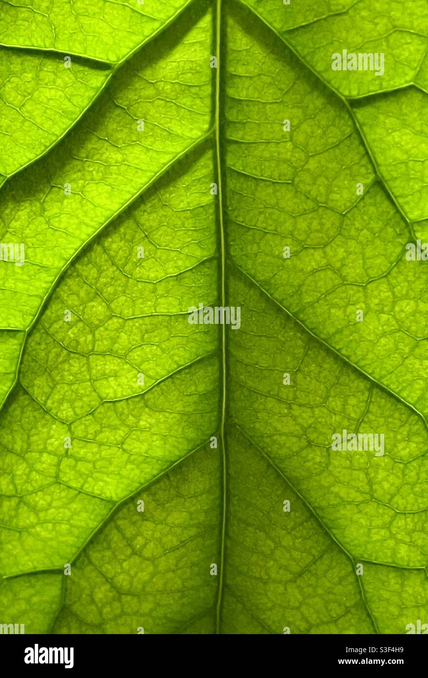 Adern eines Avocado-Blattes. Stockfoto