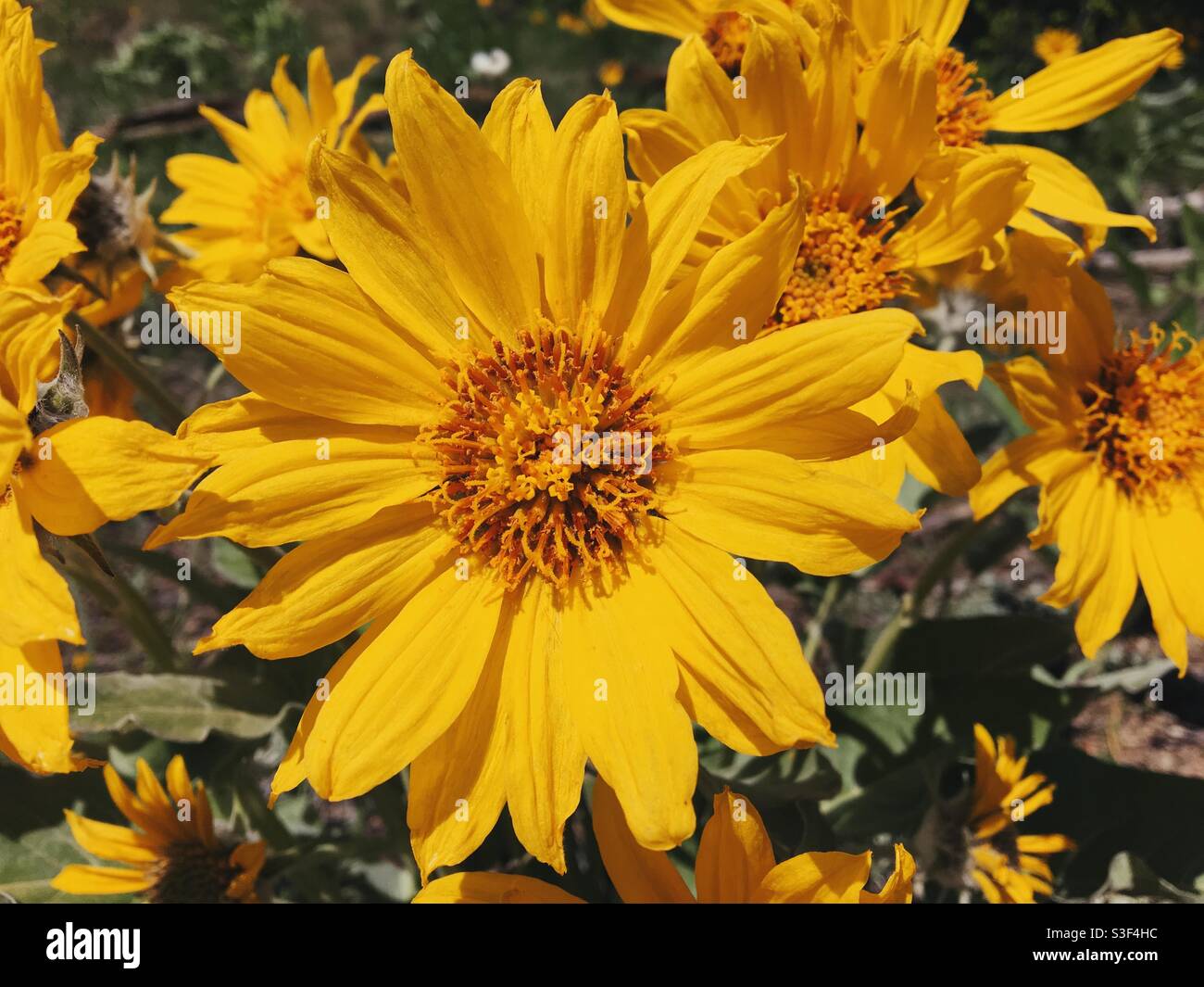 Nahaufnahme einer gelben Blüte eines Arrowleaf Balsamroot Blume in der Sonne Stockfoto