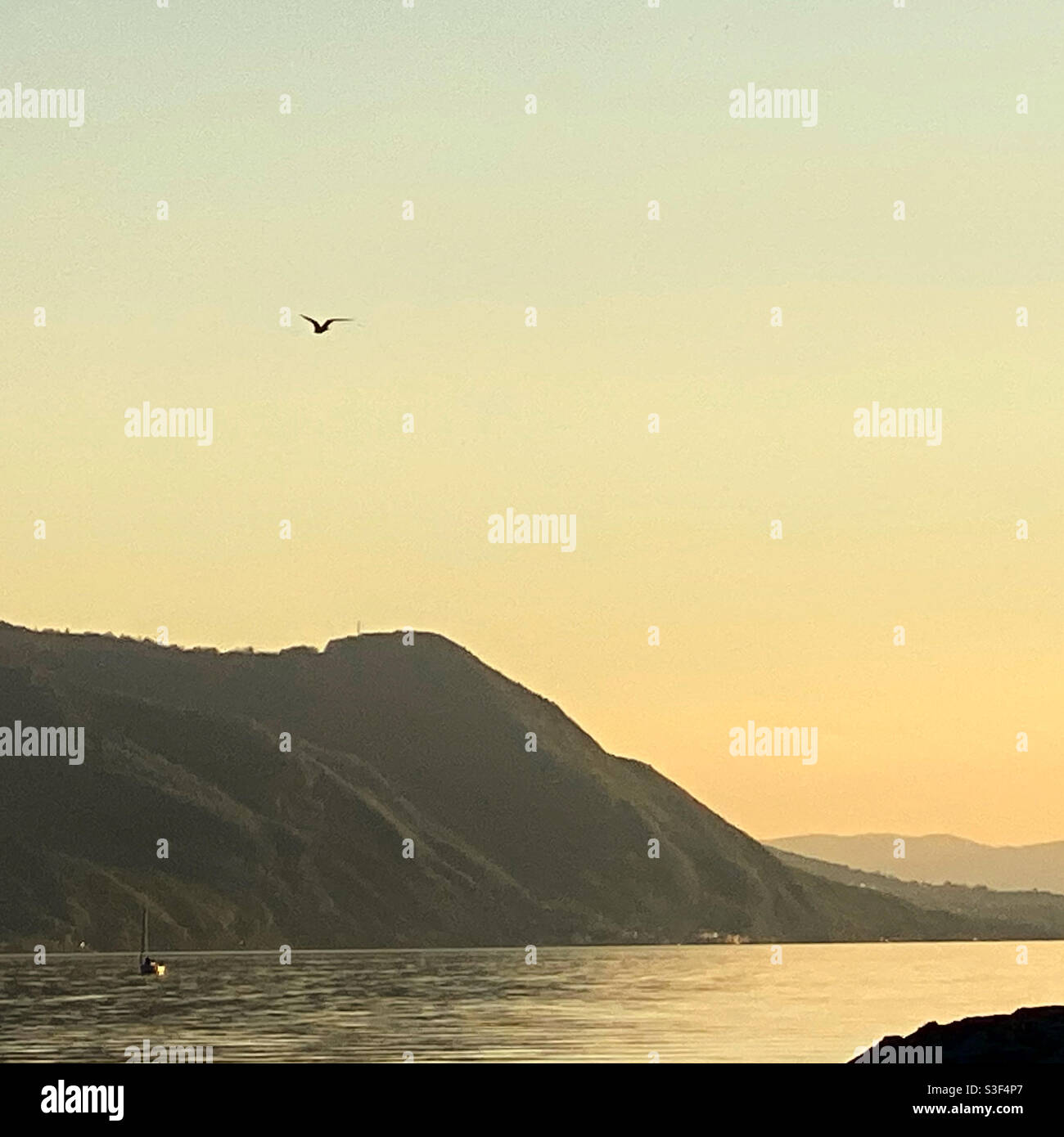 Fliegender Vogel im Sonnenuntergang und in den Bergen Stockfoto