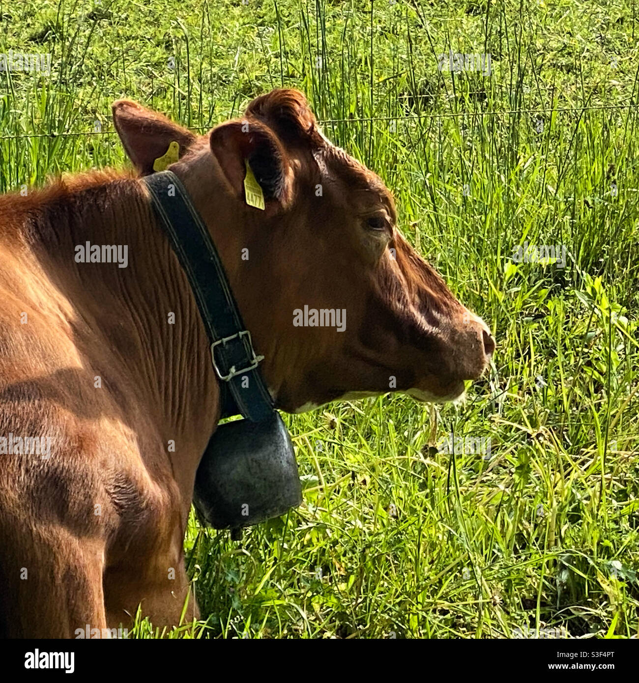 HAPPY Cow Chillin’ auf dem Feld Stockfoto