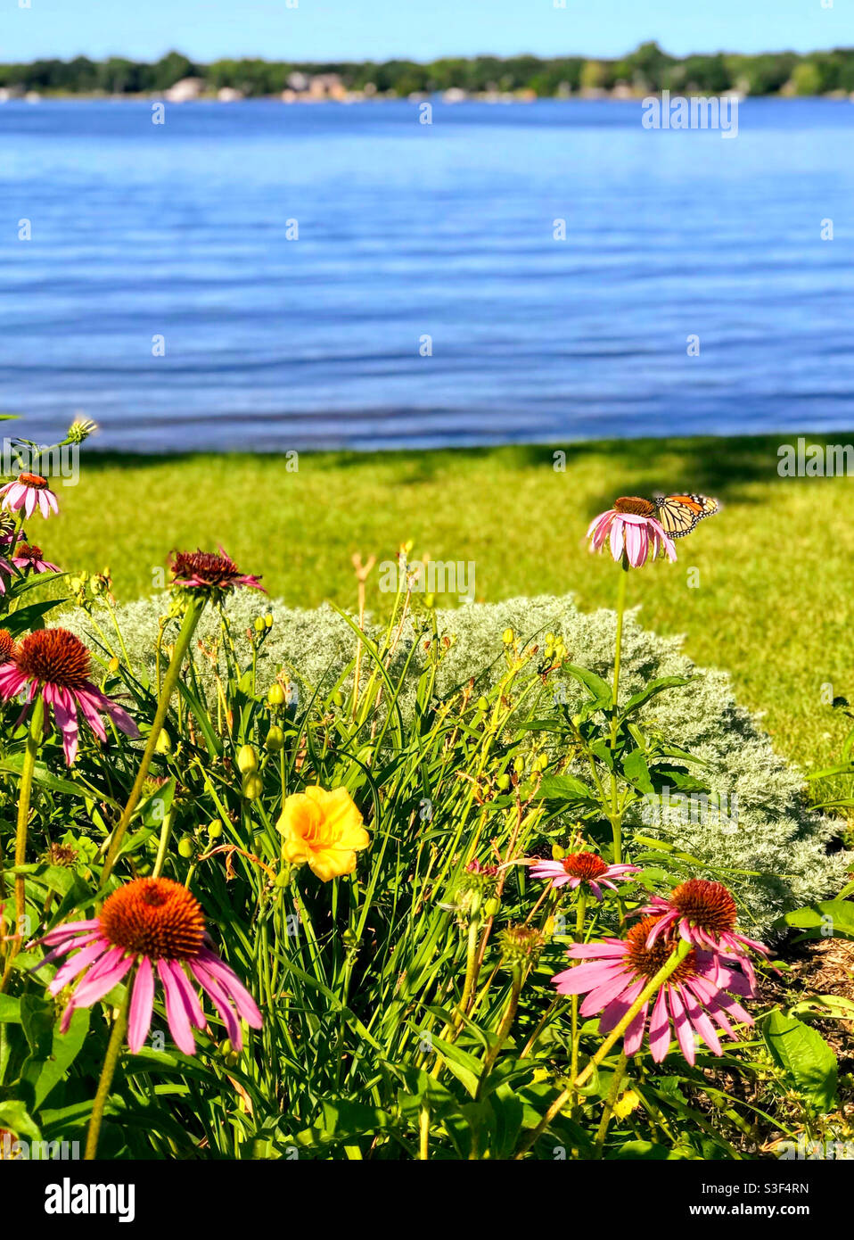 Schmetterling auf einer Blumenblume. Die Ufer des Big Lake, MN Stockfoto