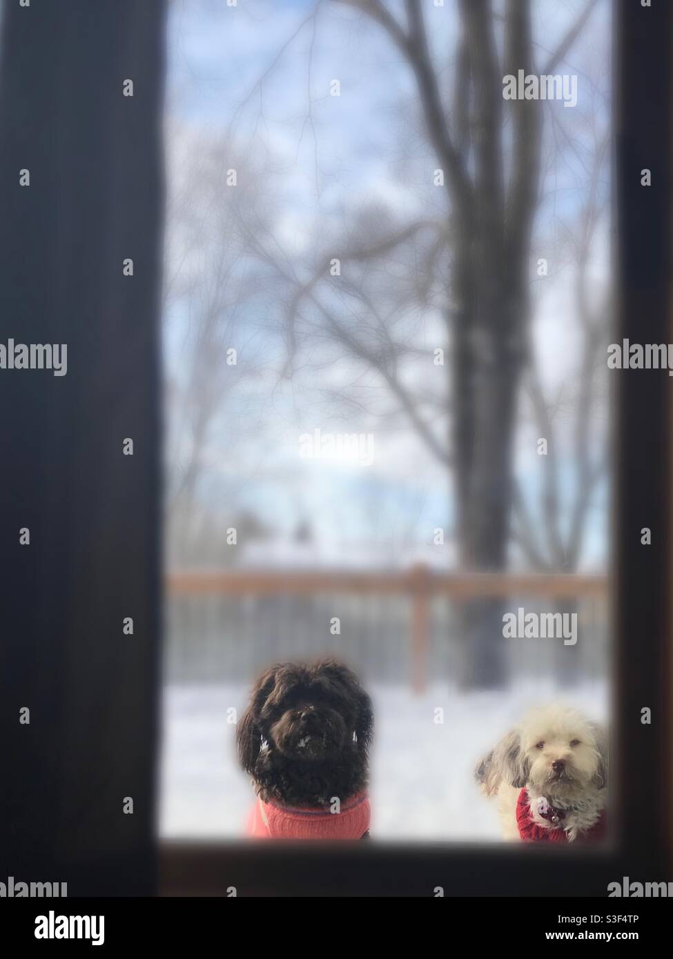 Zwei Hunde aus Havanese tragen Pullover und blicken durch EINE Glasschiebe Tür Wartet Darauf, Aus Dem Kalten Winter Hereinzukommen Stockfoto